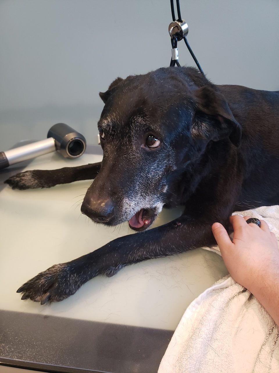 A black dog is laying on a table next to a person 's hand.