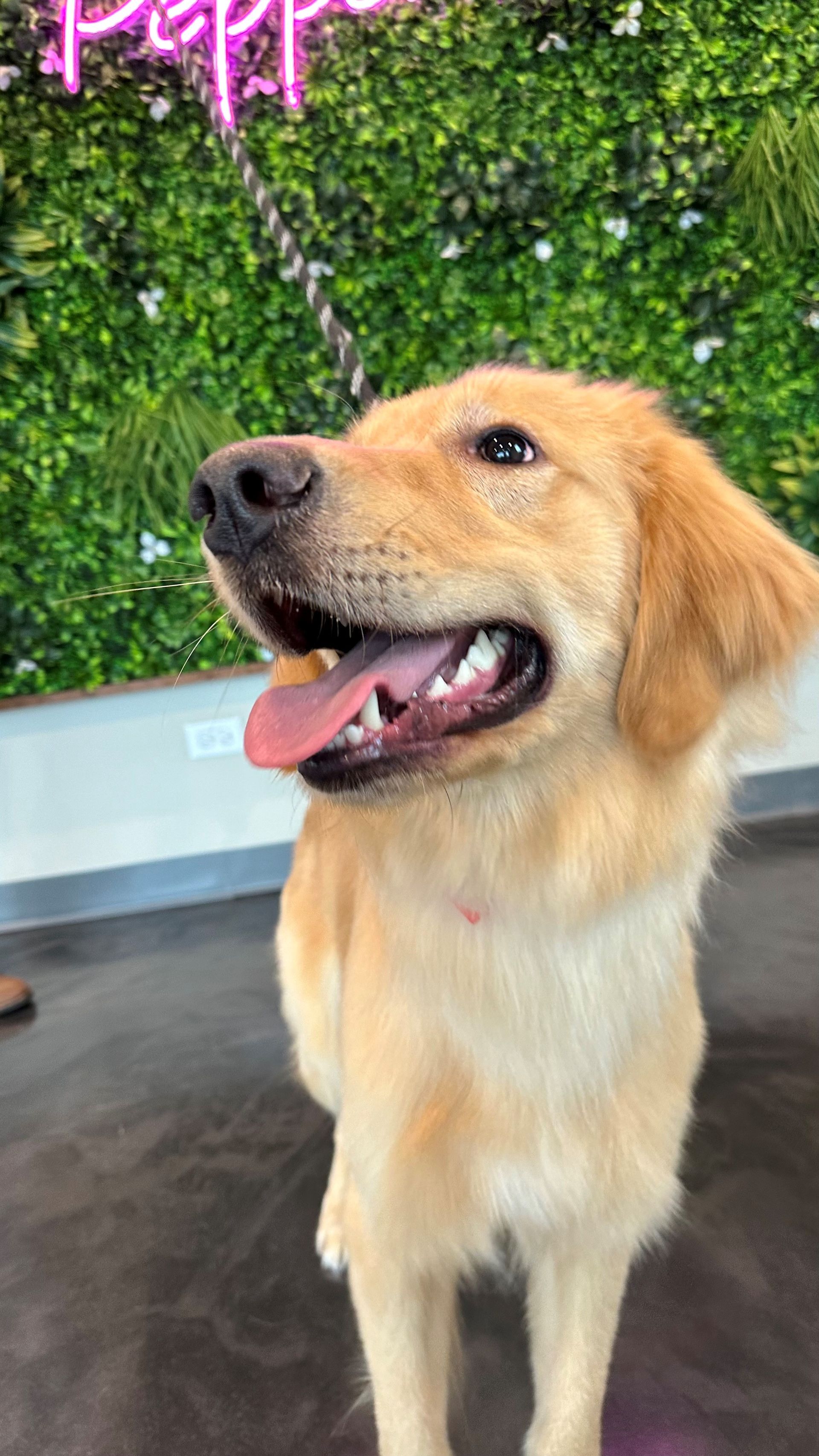 A close up of a dog with its tongue hanging out.