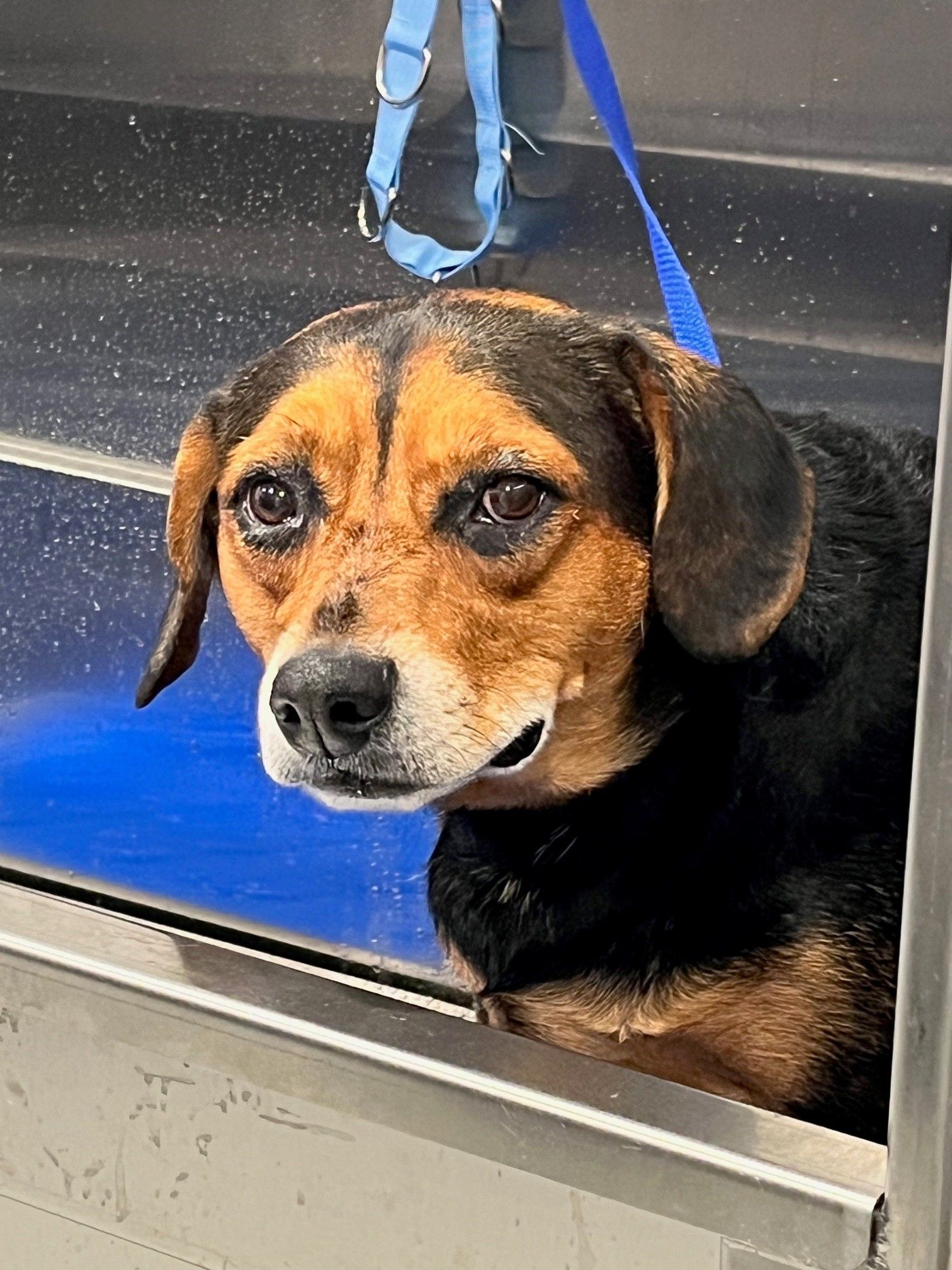 A brown and black dog is looking out of a window.