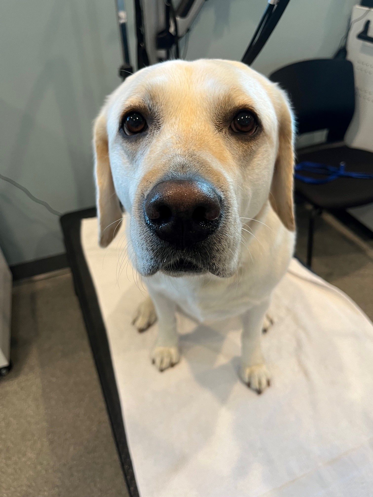 A yellow lab dog is sitting on a white towel on a table.