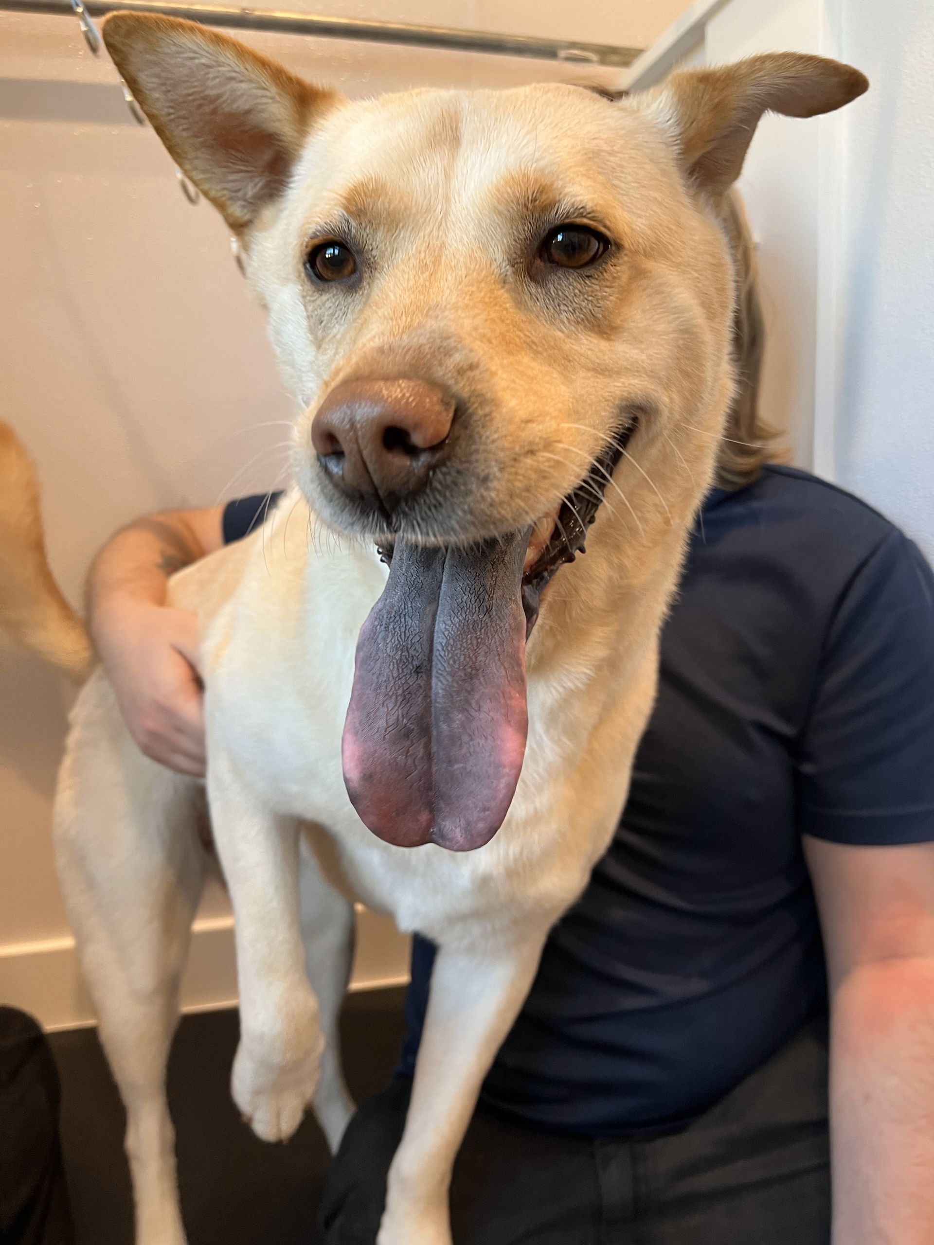 A person is holding a dog with its tongue hanging out.