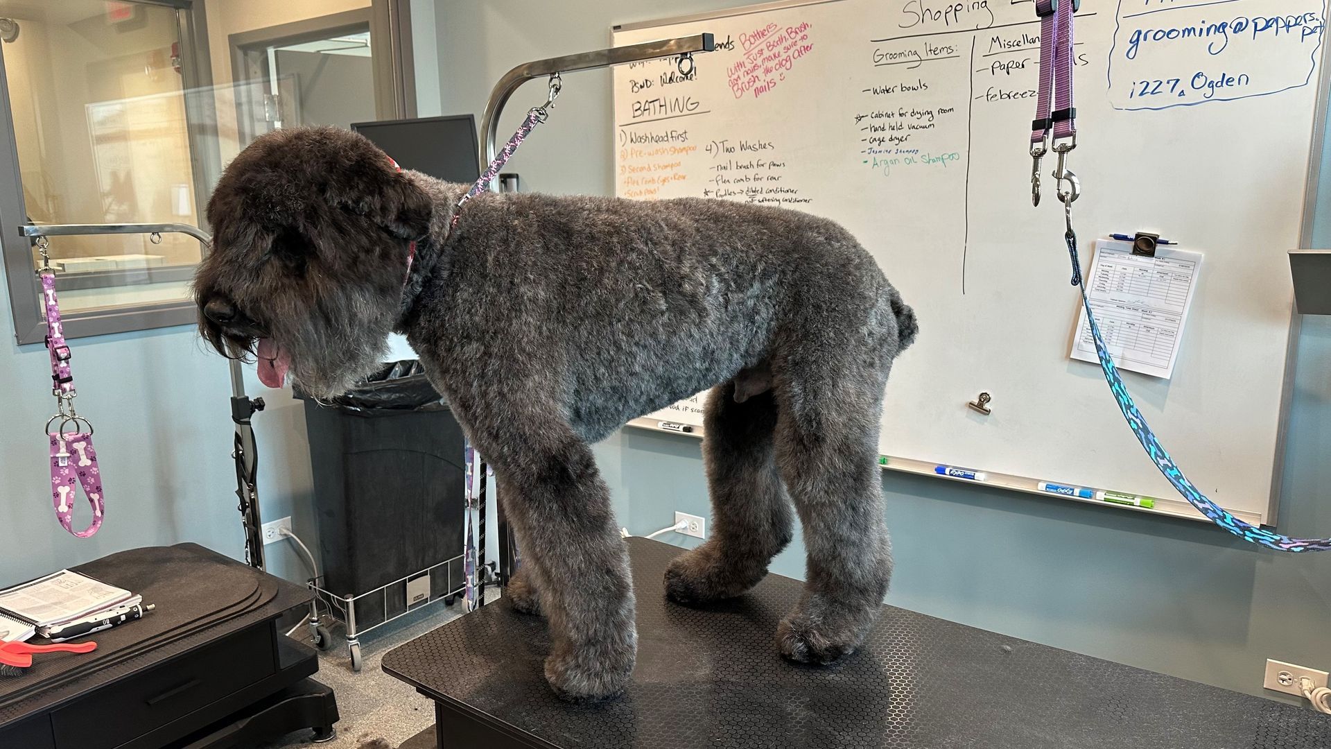 A dog is standing on a table in front of a white board.