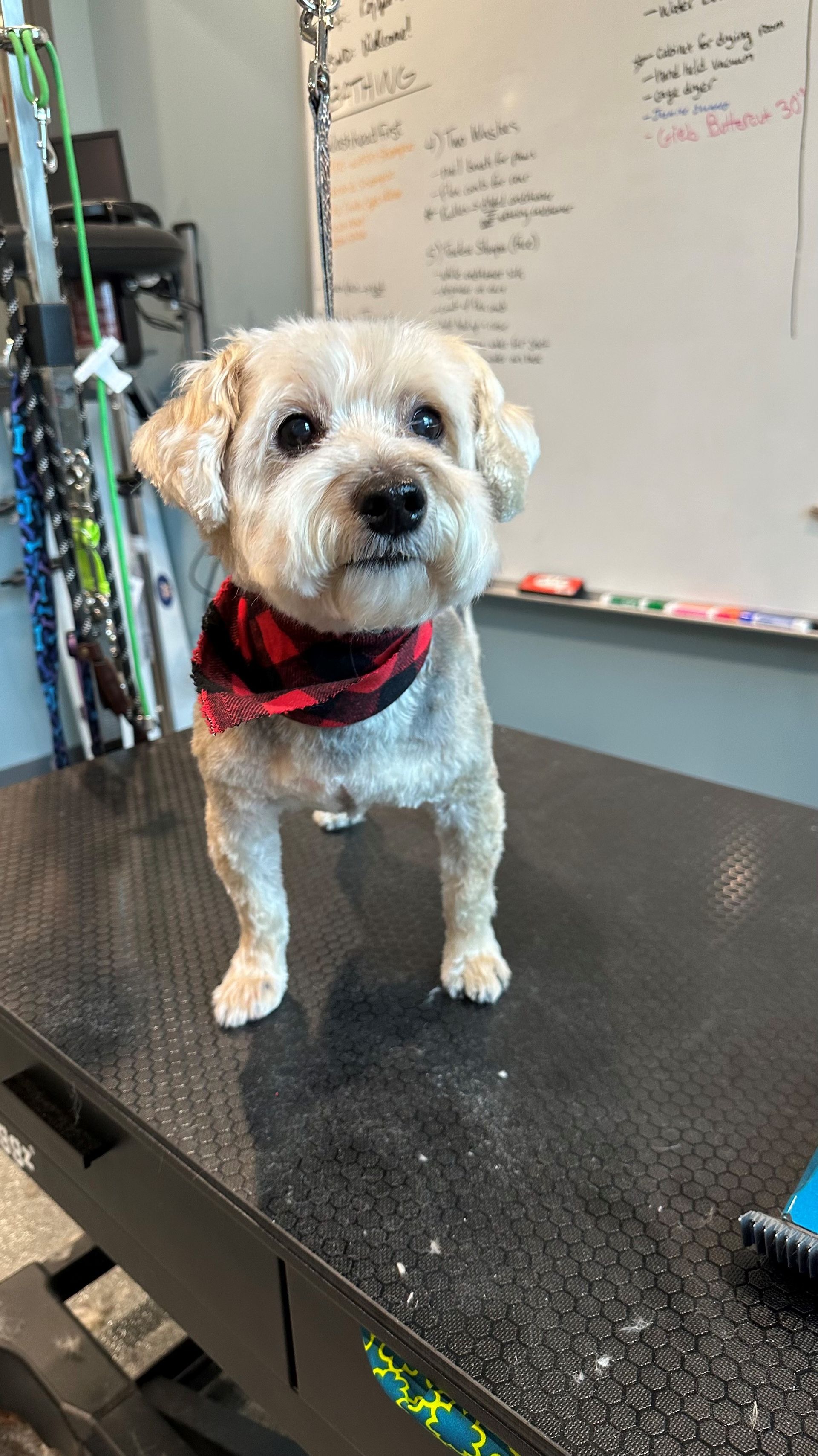 A small white dog wearing a red and black bandana is standing on a table.