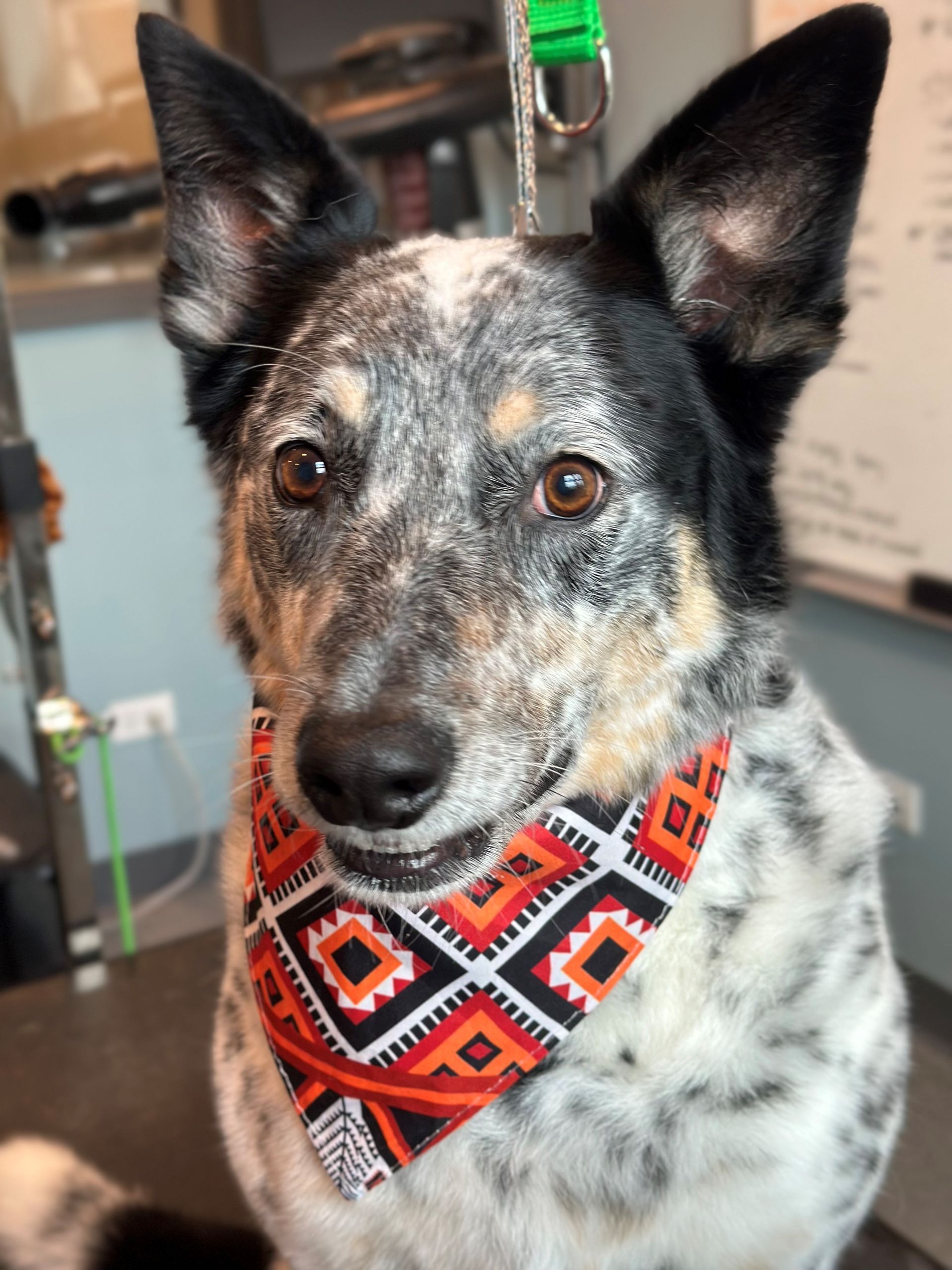 A black and white dog wearing a bandana is sitting on a table.