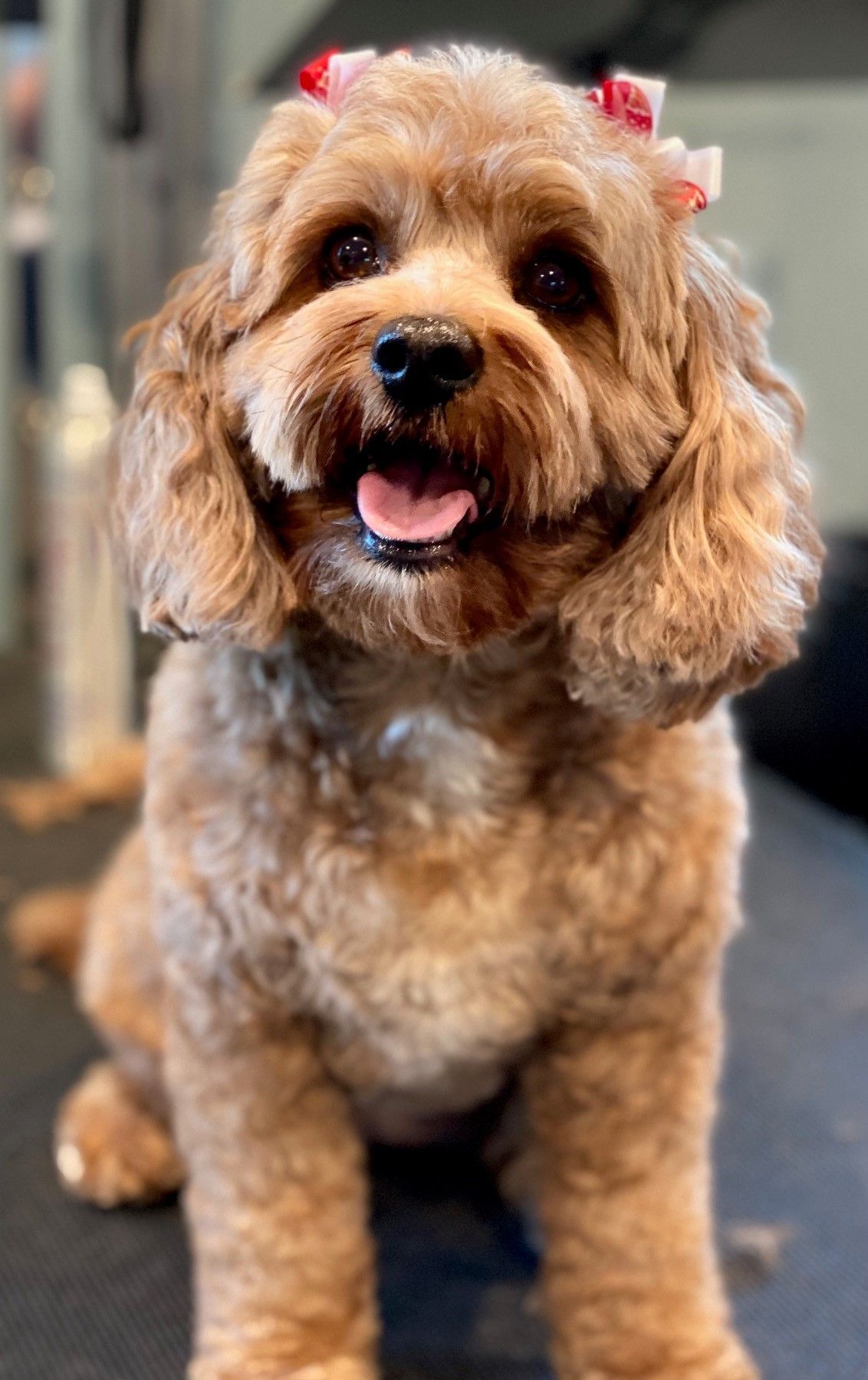 A small brown dog with a bow on its head is sitting on a table.