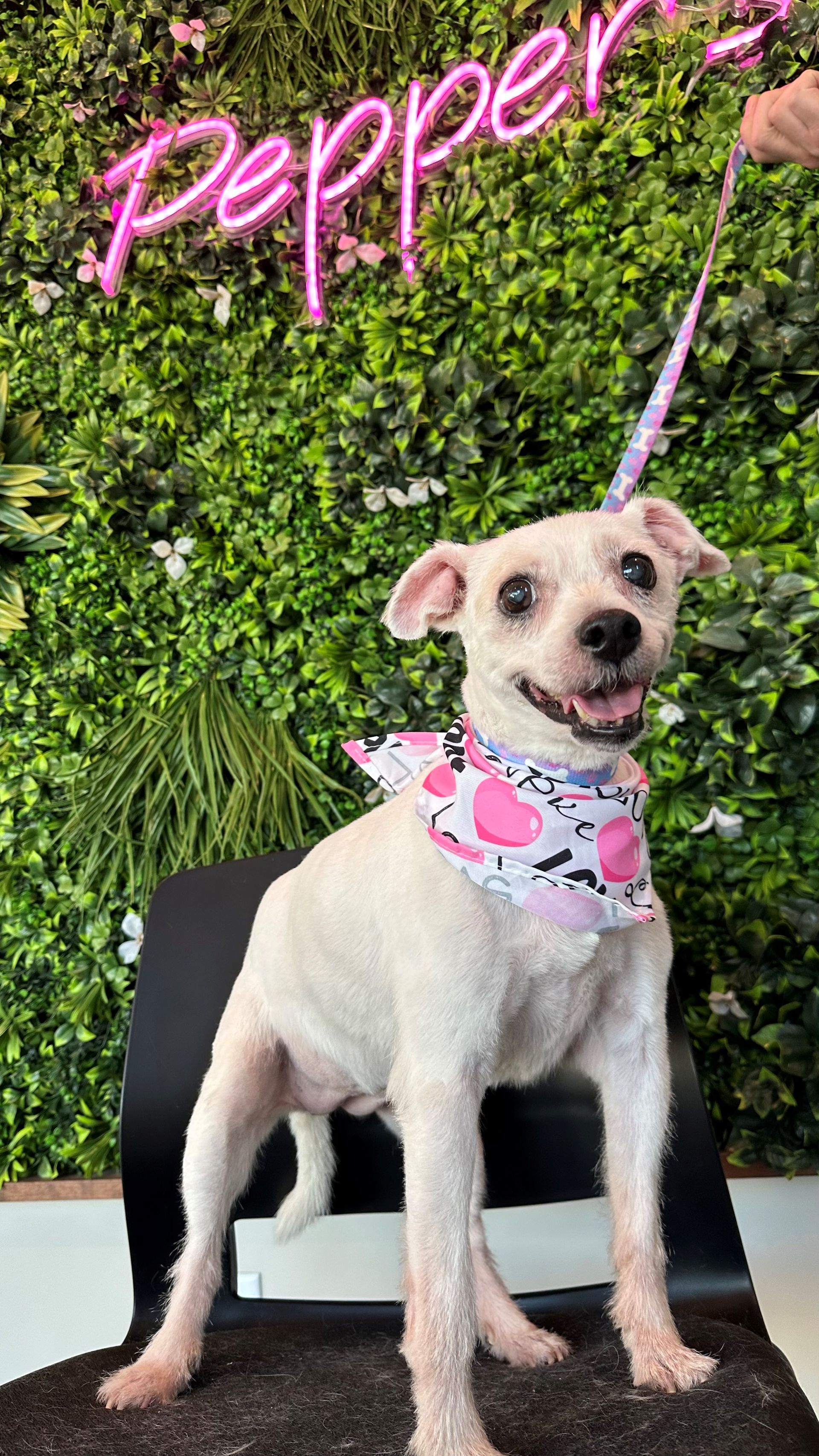 A small white dog wearing a pink bandana is sitting in a chair.