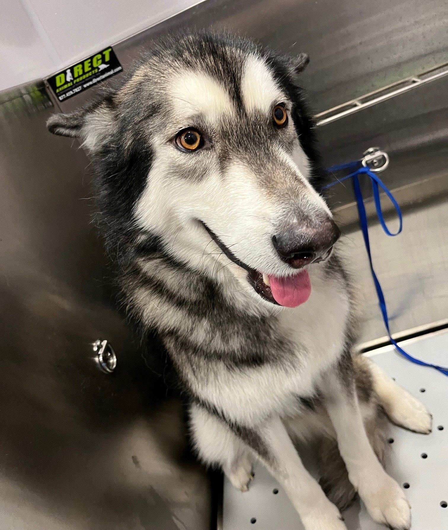 A husky dog is sitting in a stainless steel bathtub with a blue leash.