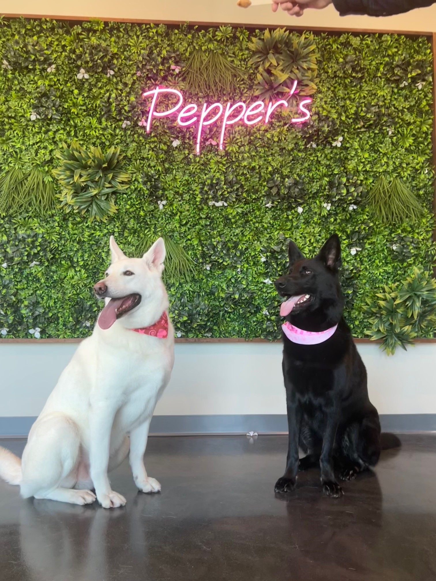 Two dogs are sitting in front of a pepper 's sign.