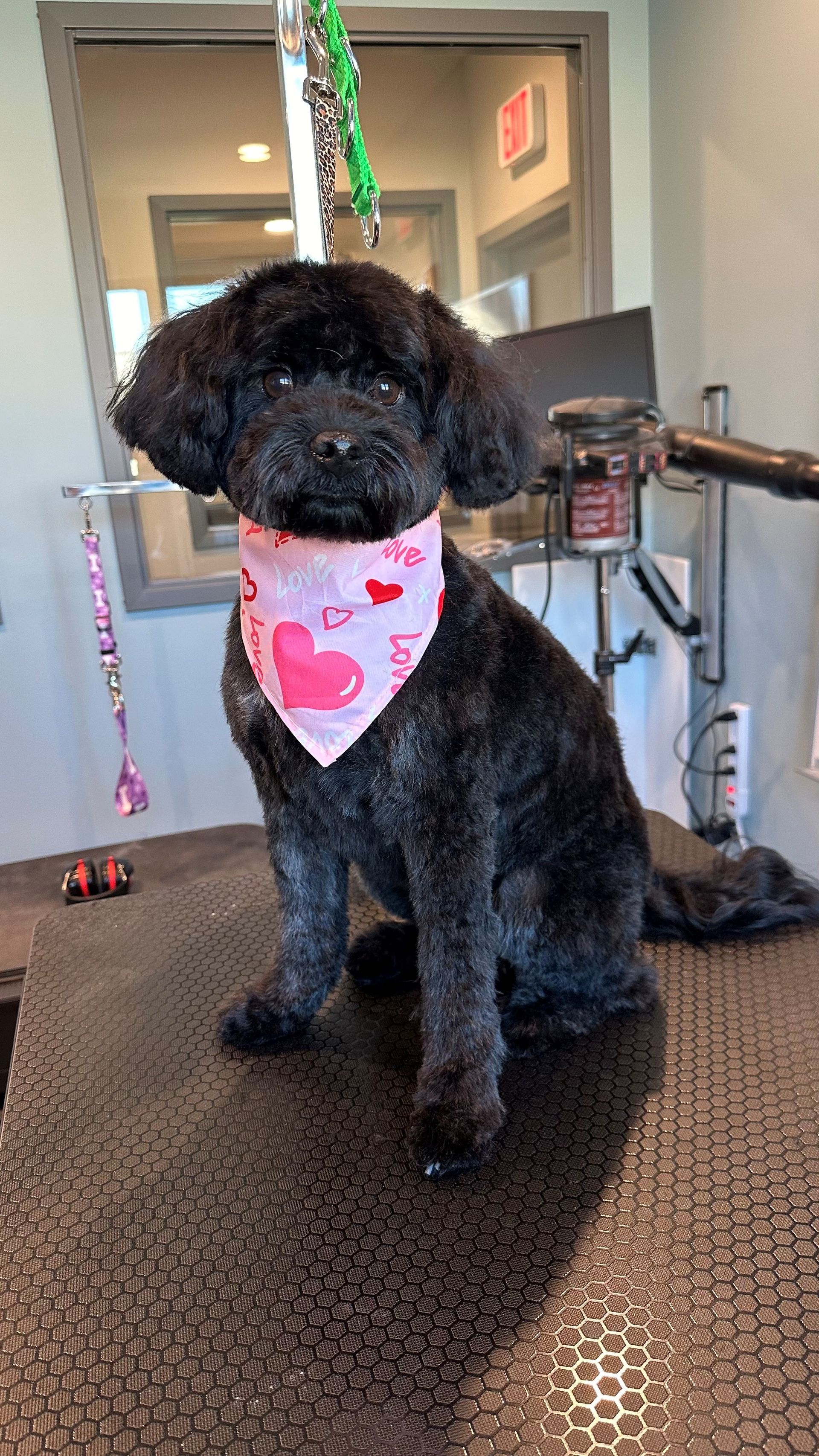 A black poodle wearing a pink bandana is sitting on a table.