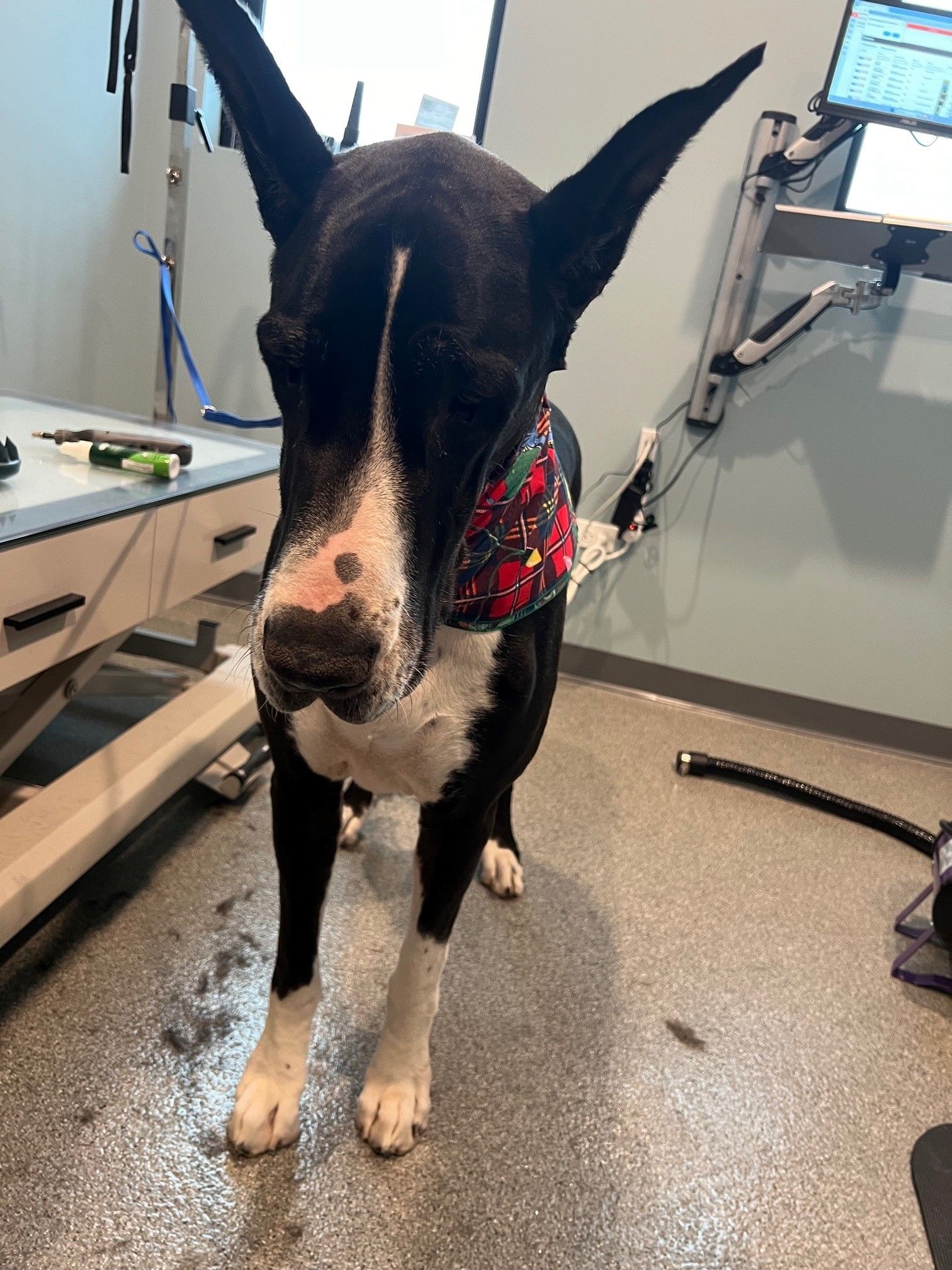A black and white dog wearing a bandana is standing in a room.