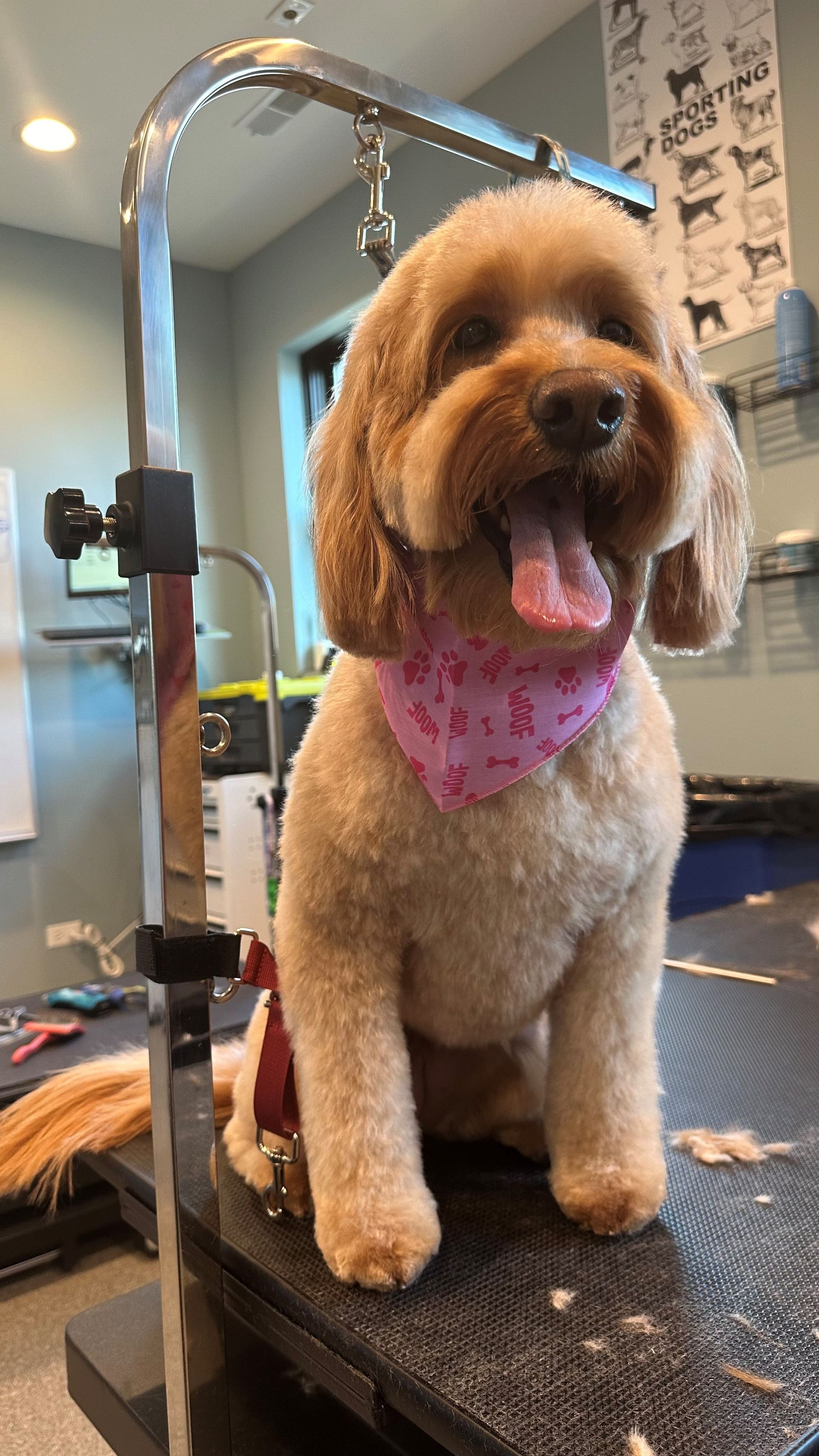 A small dog wearing a pink bandana is sitting on a table.
