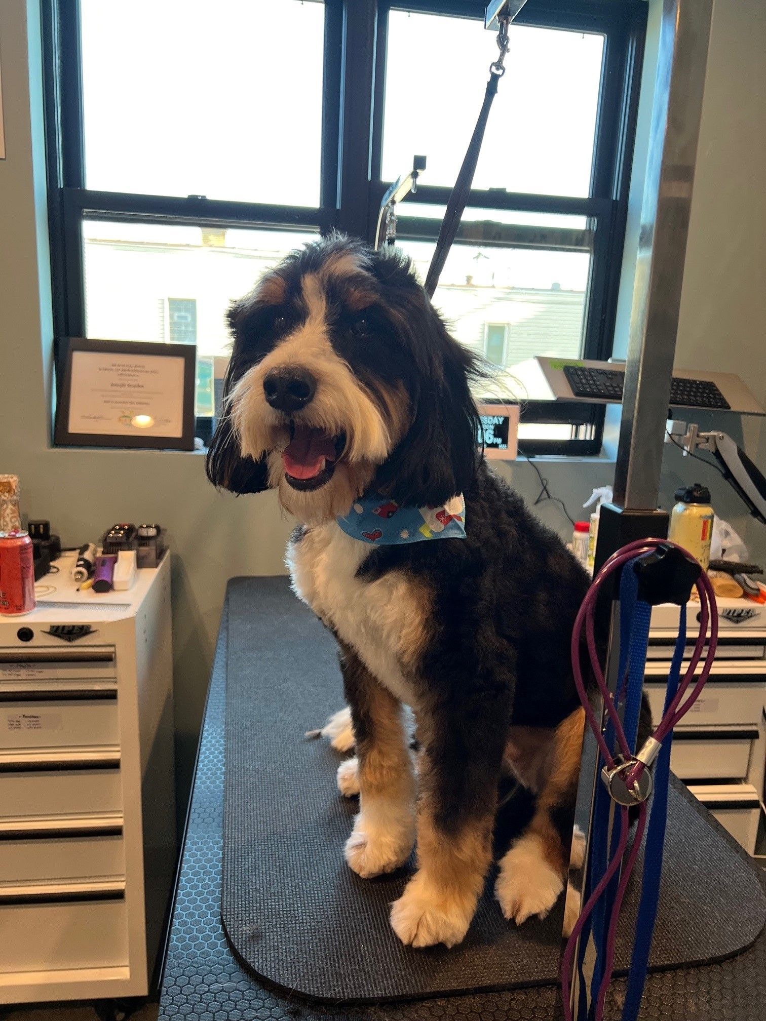 A black and white dog is sitting on a grooming table.