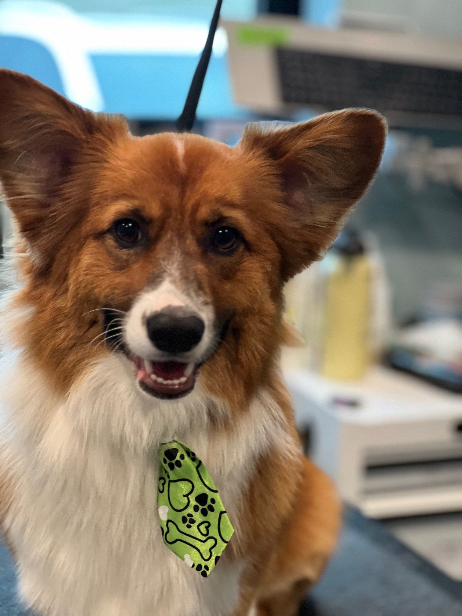 A brown and white dog wearing a green bow tie.