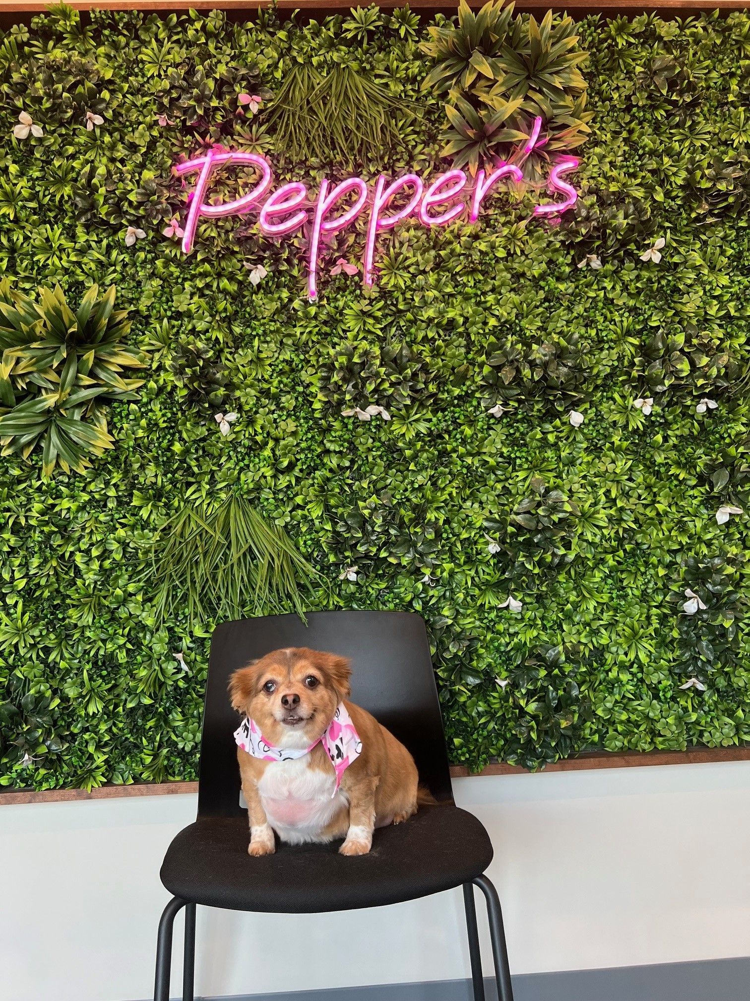 A small dog is sitting in a chair in front of a green wall.