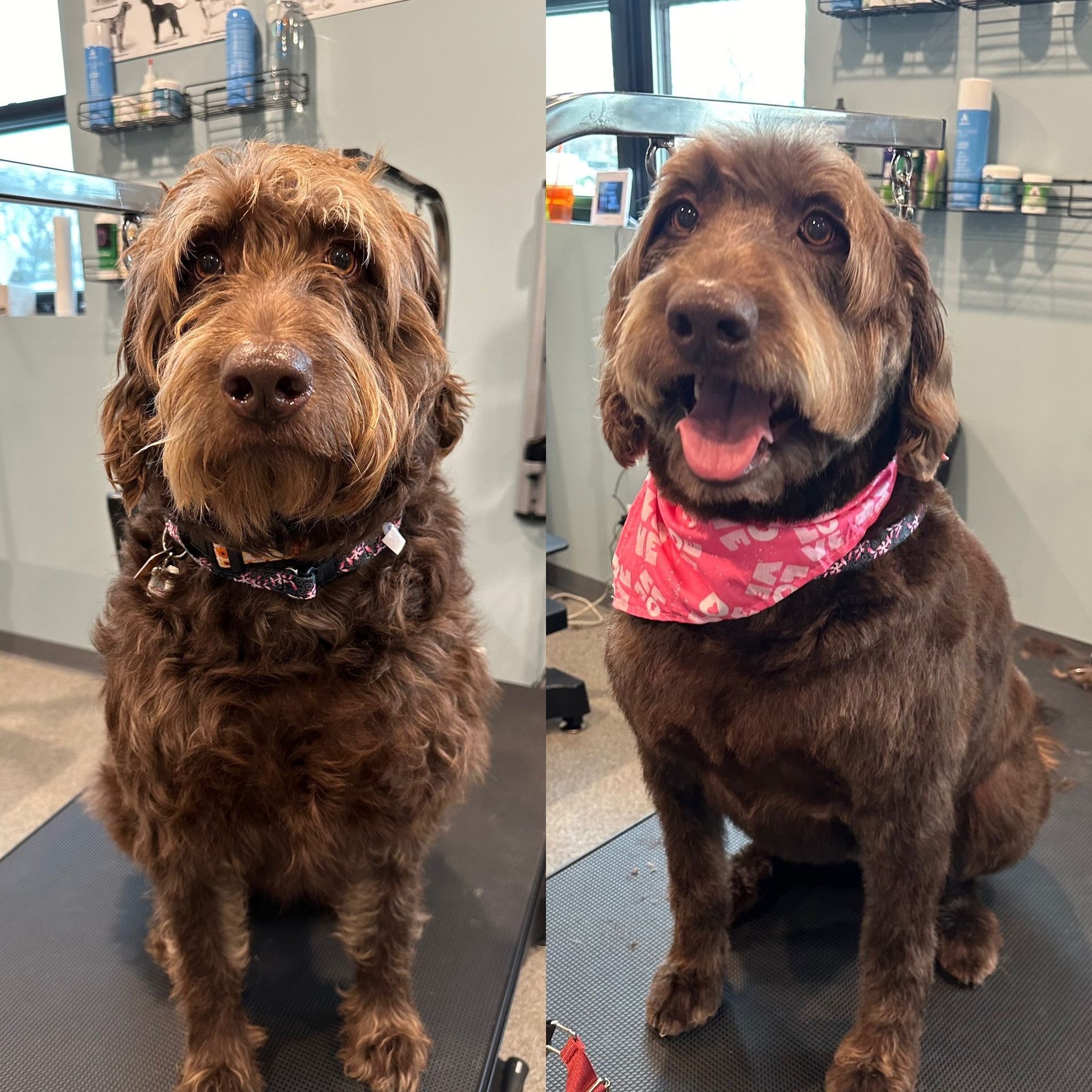 A before and after picture of a brown dog wearing a pink bandana