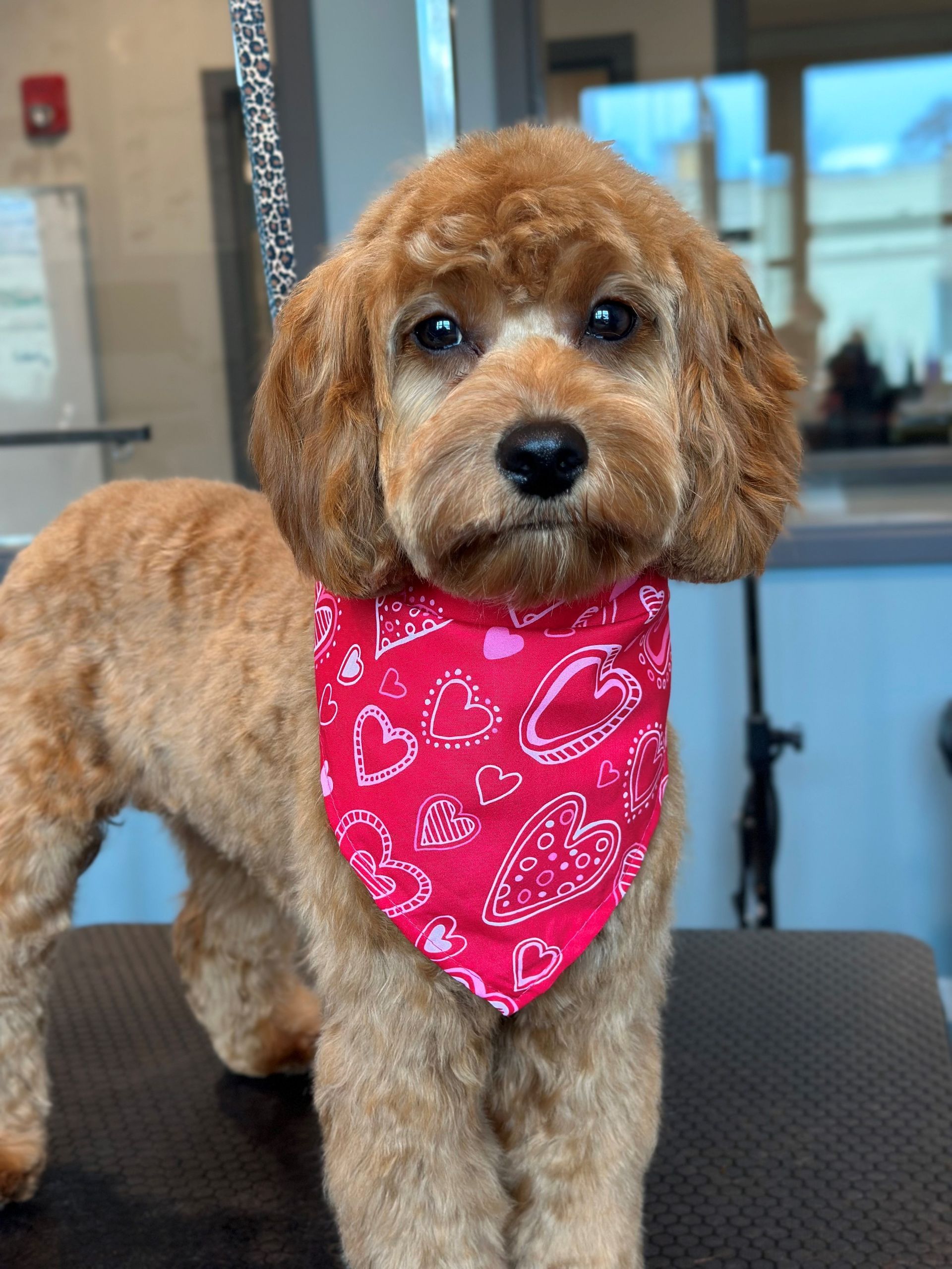 A small brown dog wearing a red bandana is standing on a table.