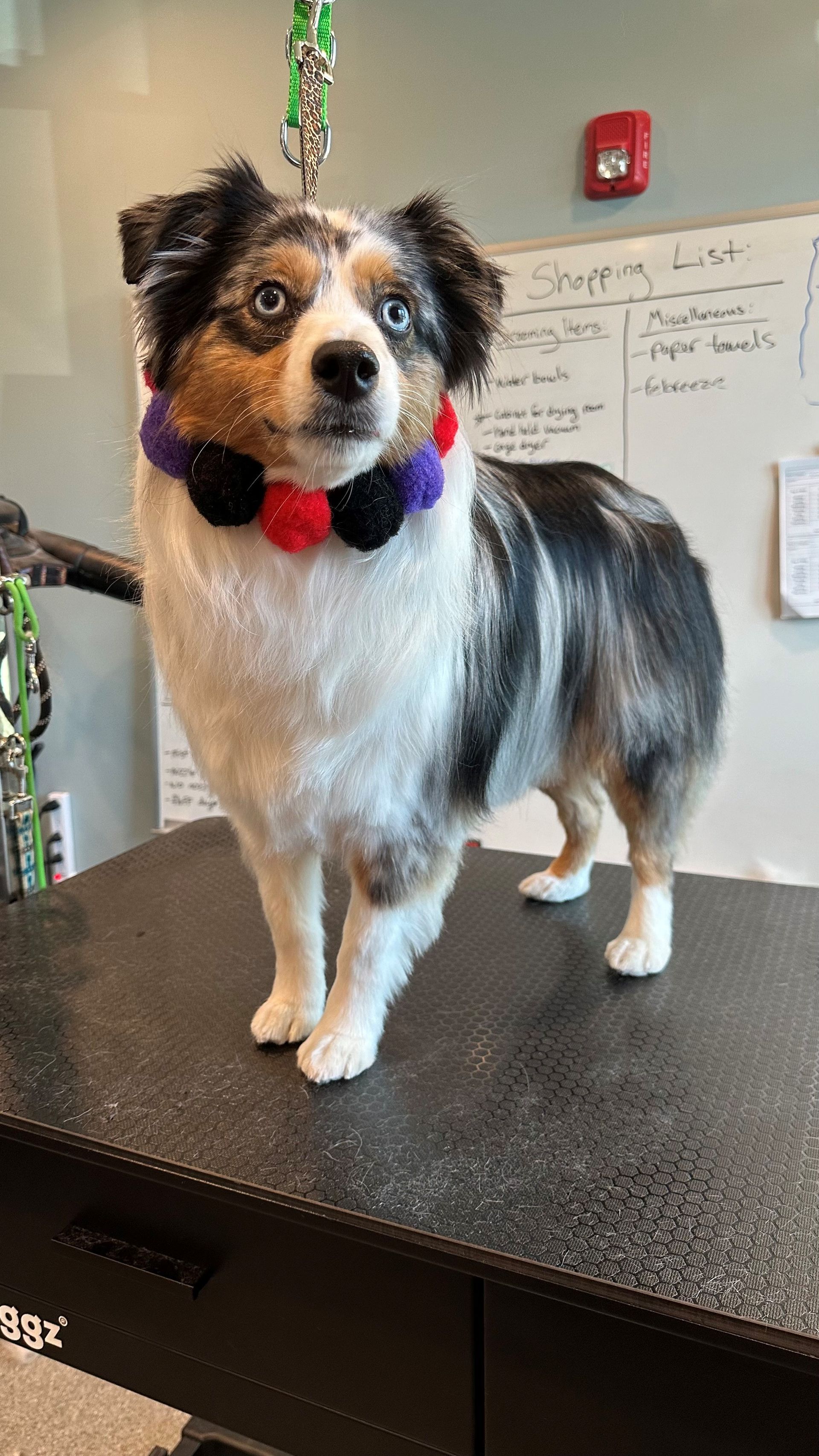 A dog wearing a collar is standing on a table.