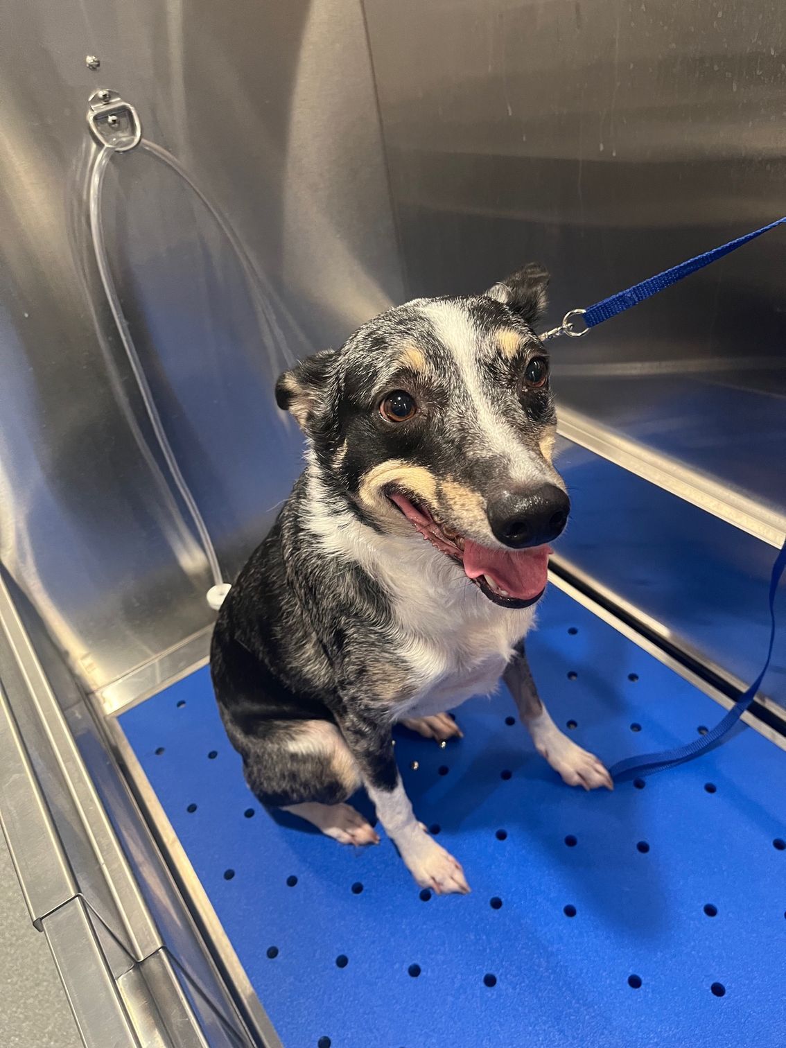 A dog is sitting on a blue mat in a bathtub.