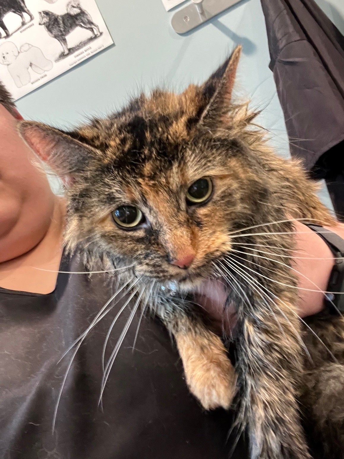 A person is holding a cat in their arms.