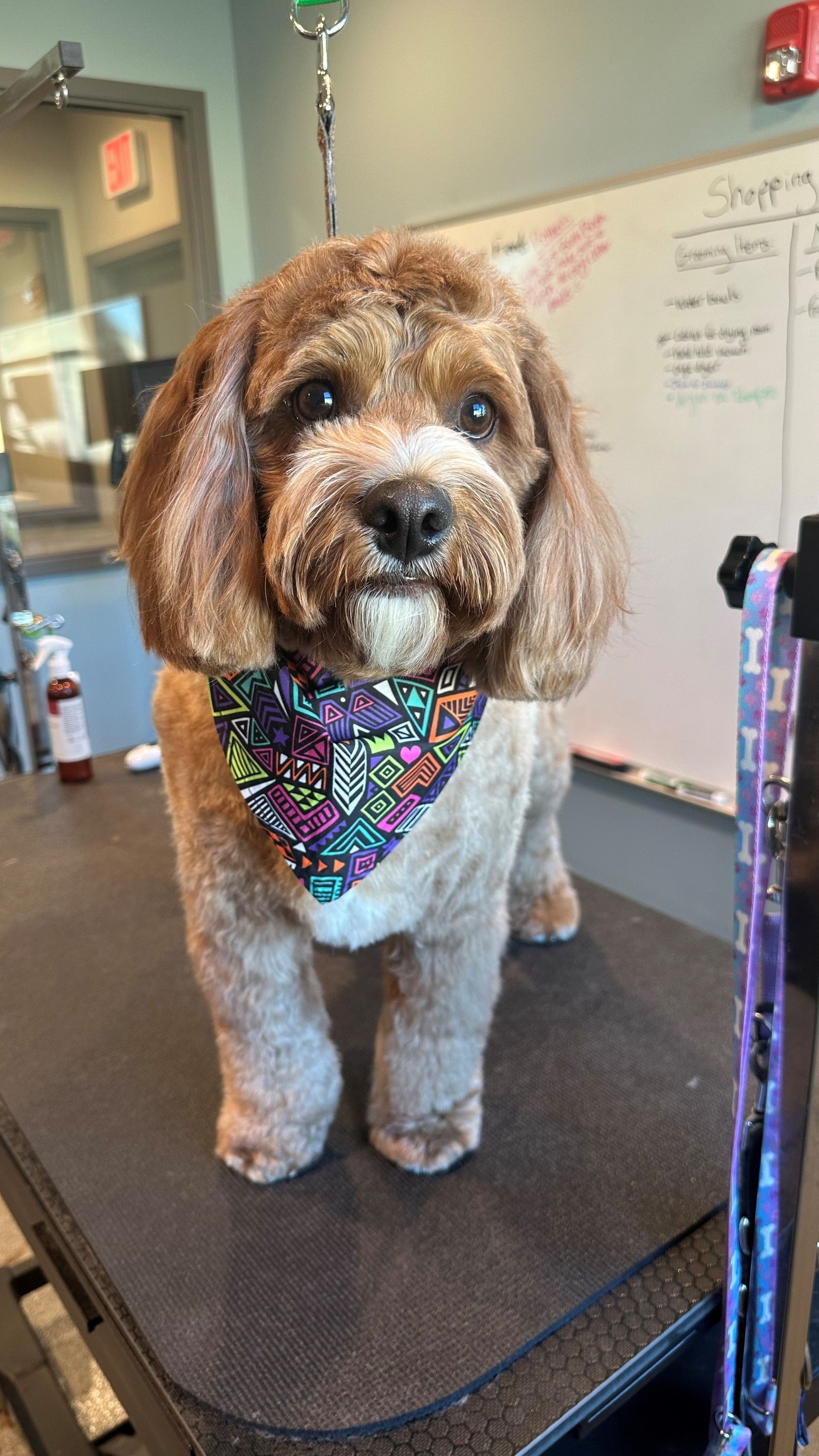 A small brown dog wearing a bandana is standing on a table.