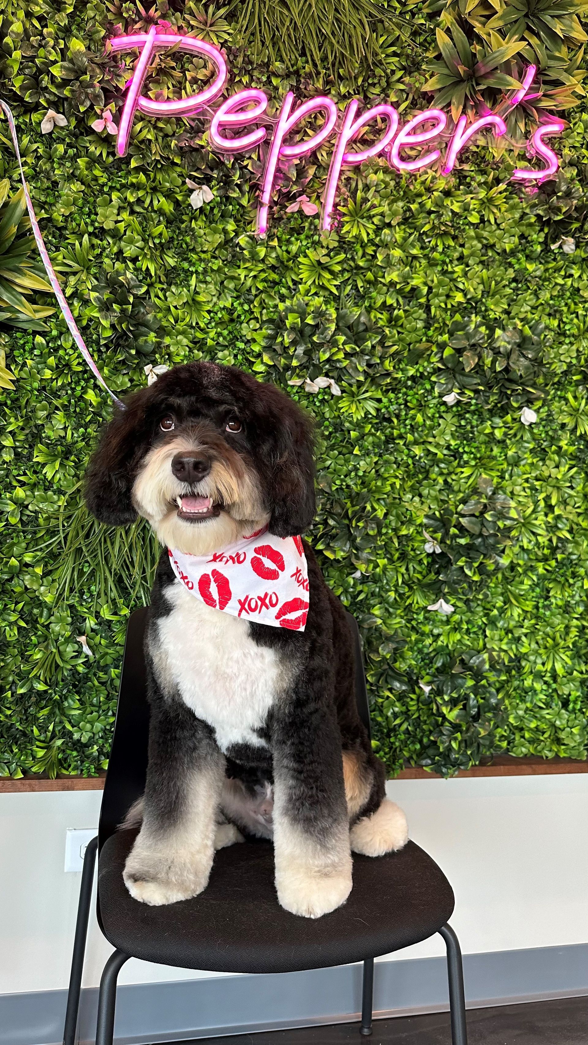 A black and white dog is sitting on a chair in front of a green wall.