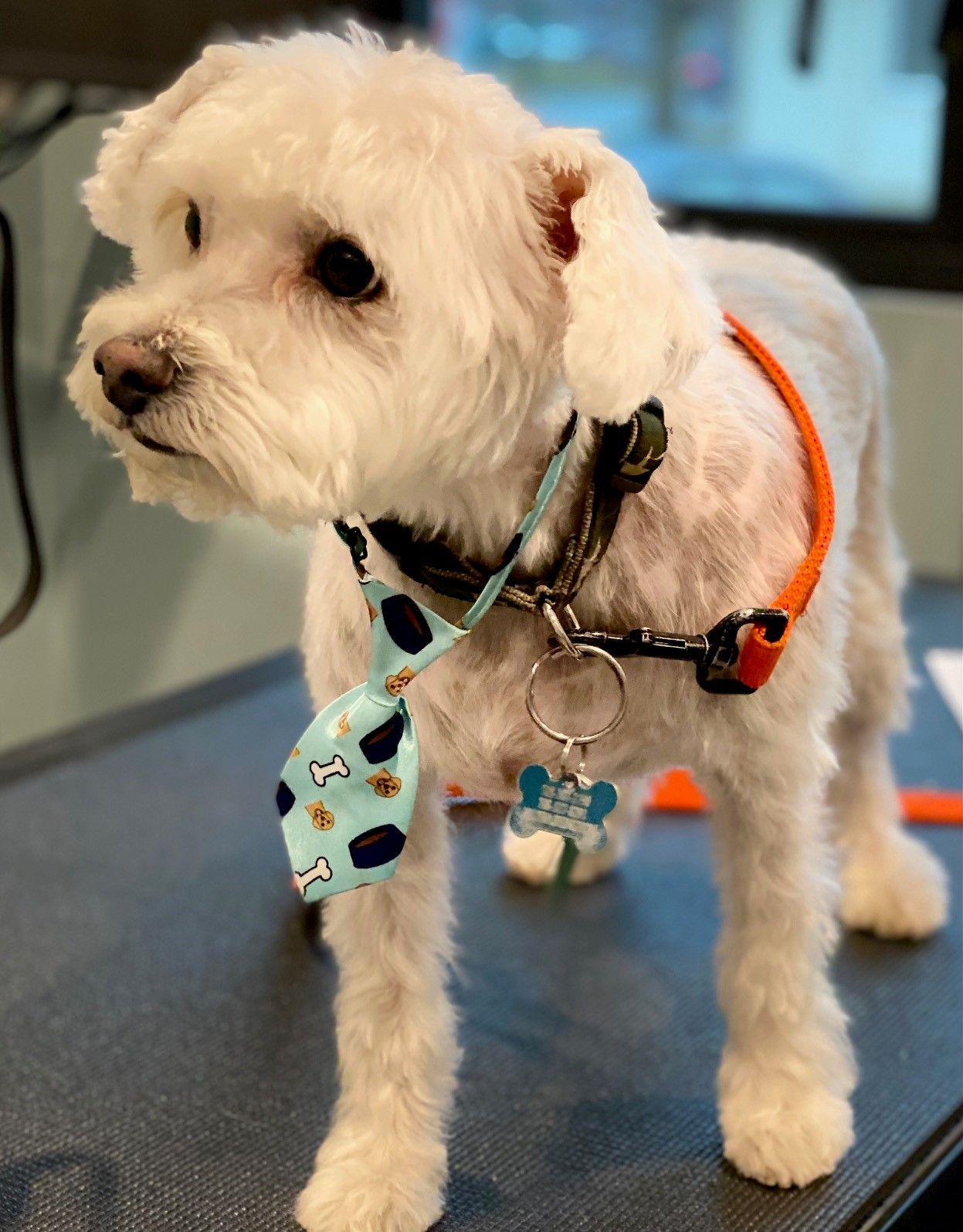 A small white dog wearing a tie and collar