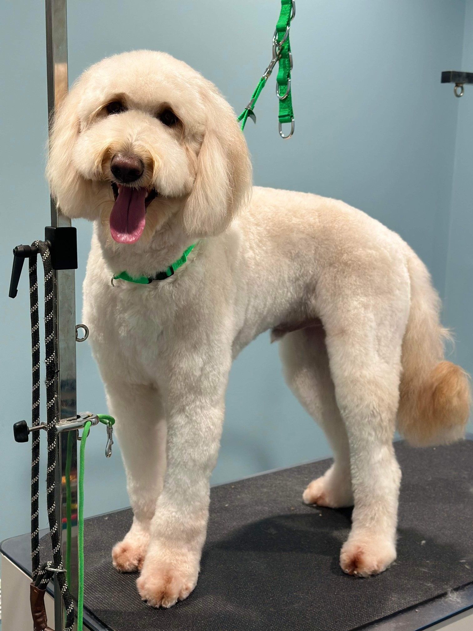 A small white dog with a green collar is standing on a grooming table.