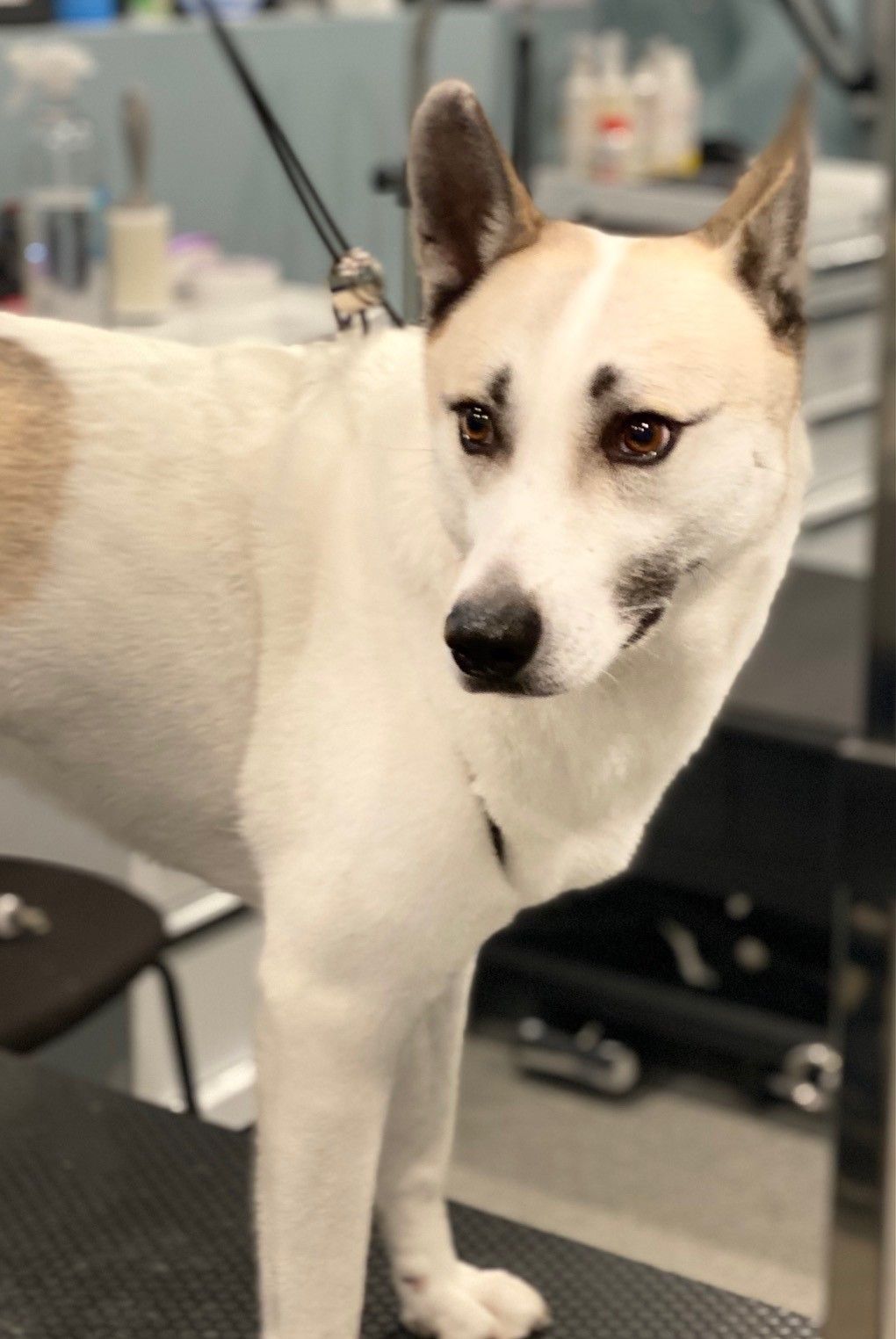 A white and brown dog is standing on a grooming table.