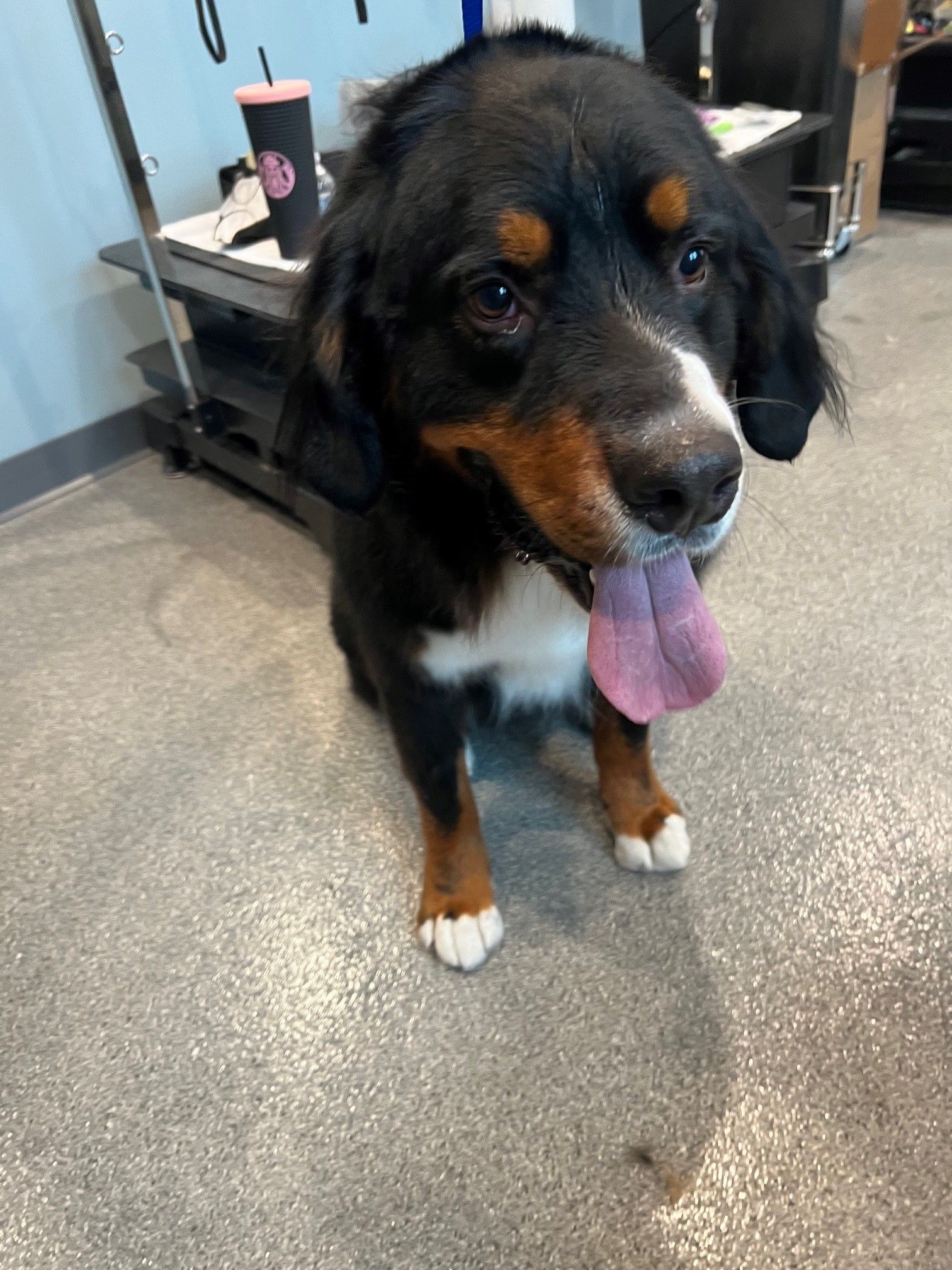 A black and brown dog with its tongue hanging out is standing on a gray floor.