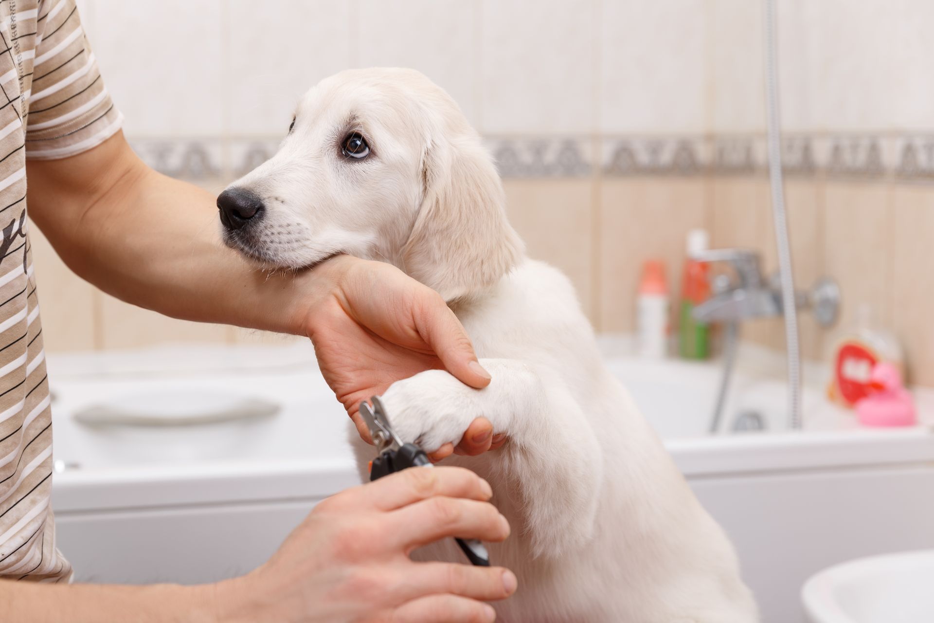 A person is cutting a puppy 's nails in a bathroom.