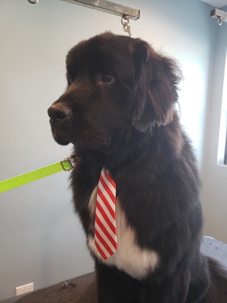 A black dog wearing a red and white striped tie