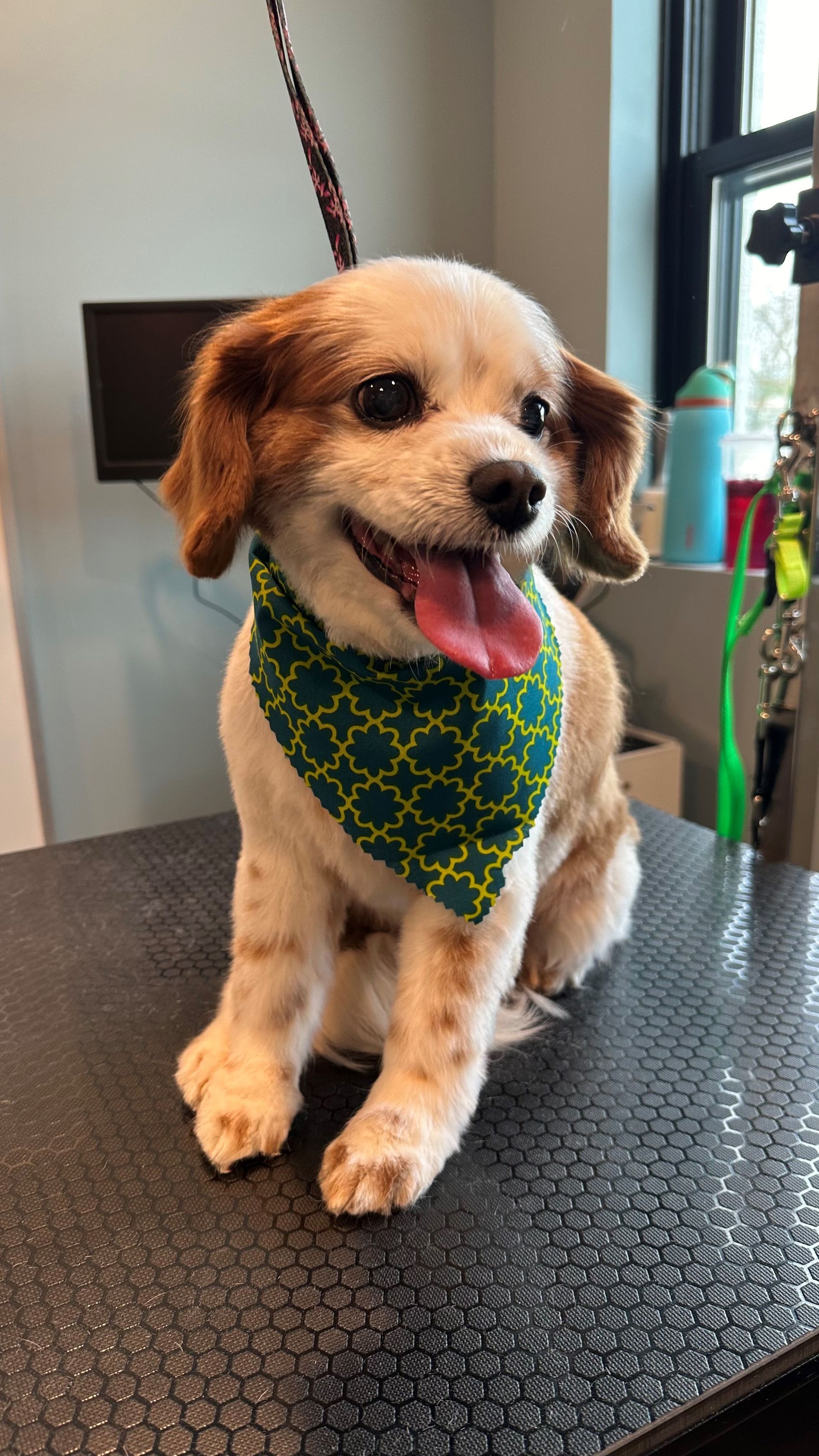 A small dog wearing a green bandana is sitting on a table.