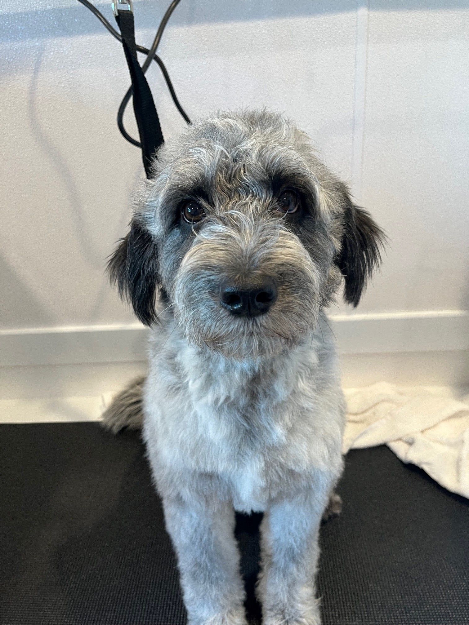 A small dog is sitting on a black mat and looking at the camera.