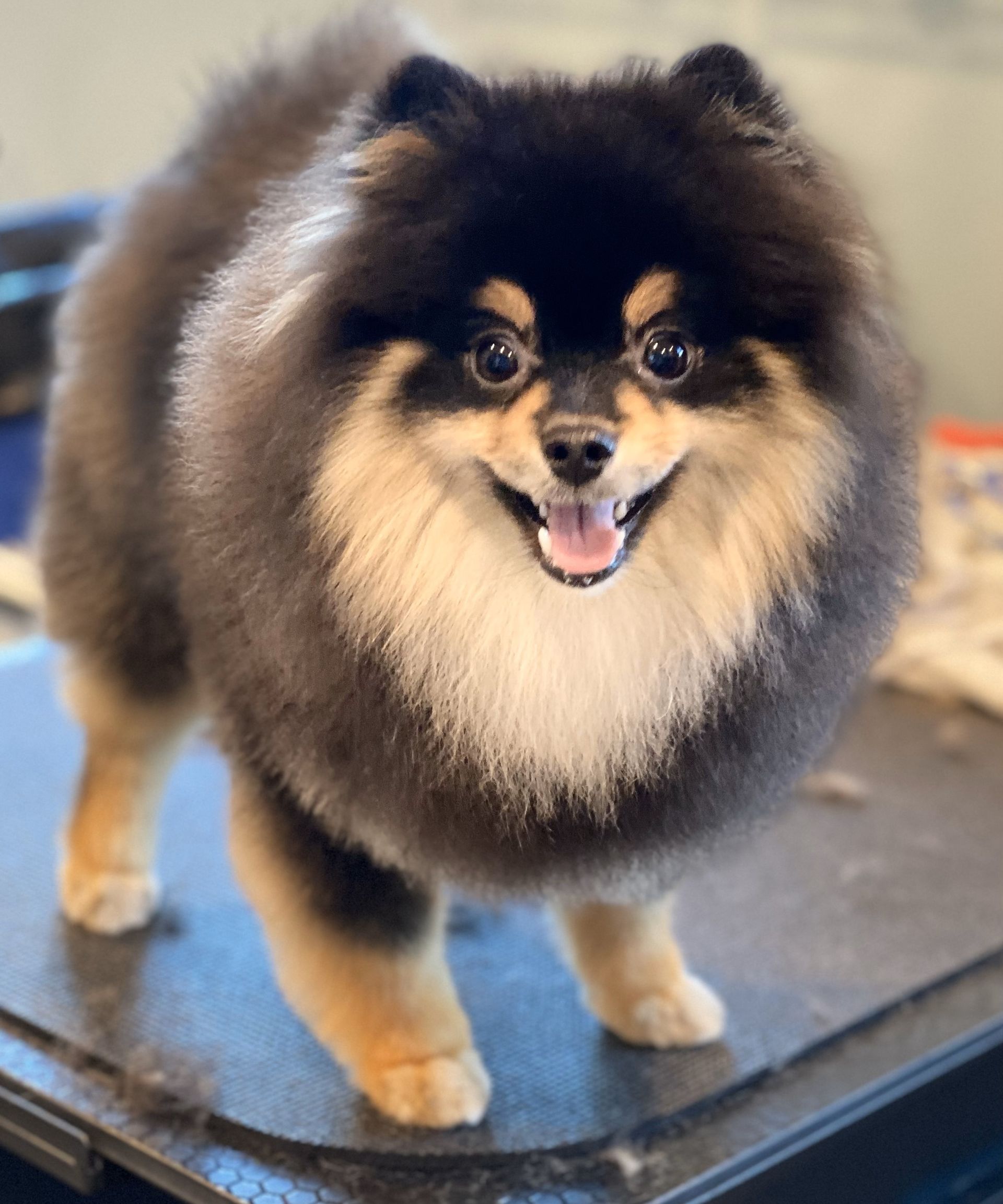 A pomeranian dog is standing on a table and smiling.