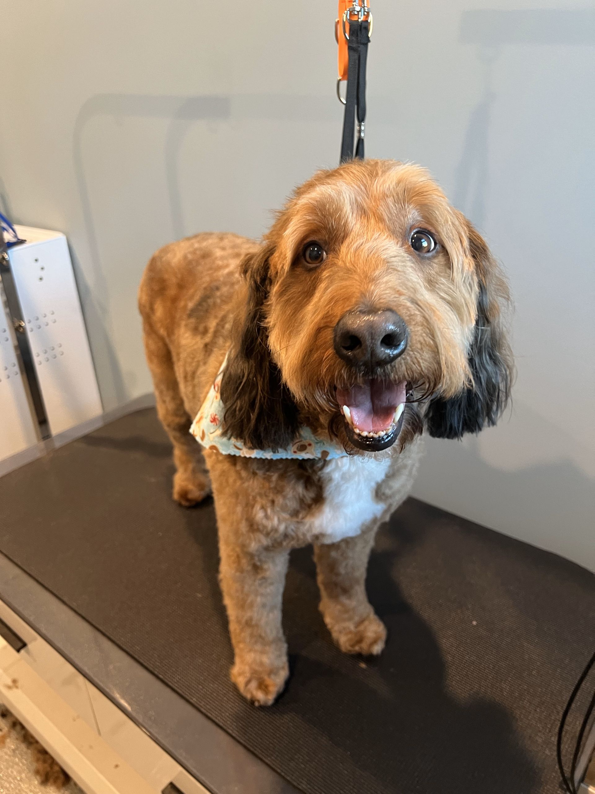 A brown and white dog is standing on a treadmill.