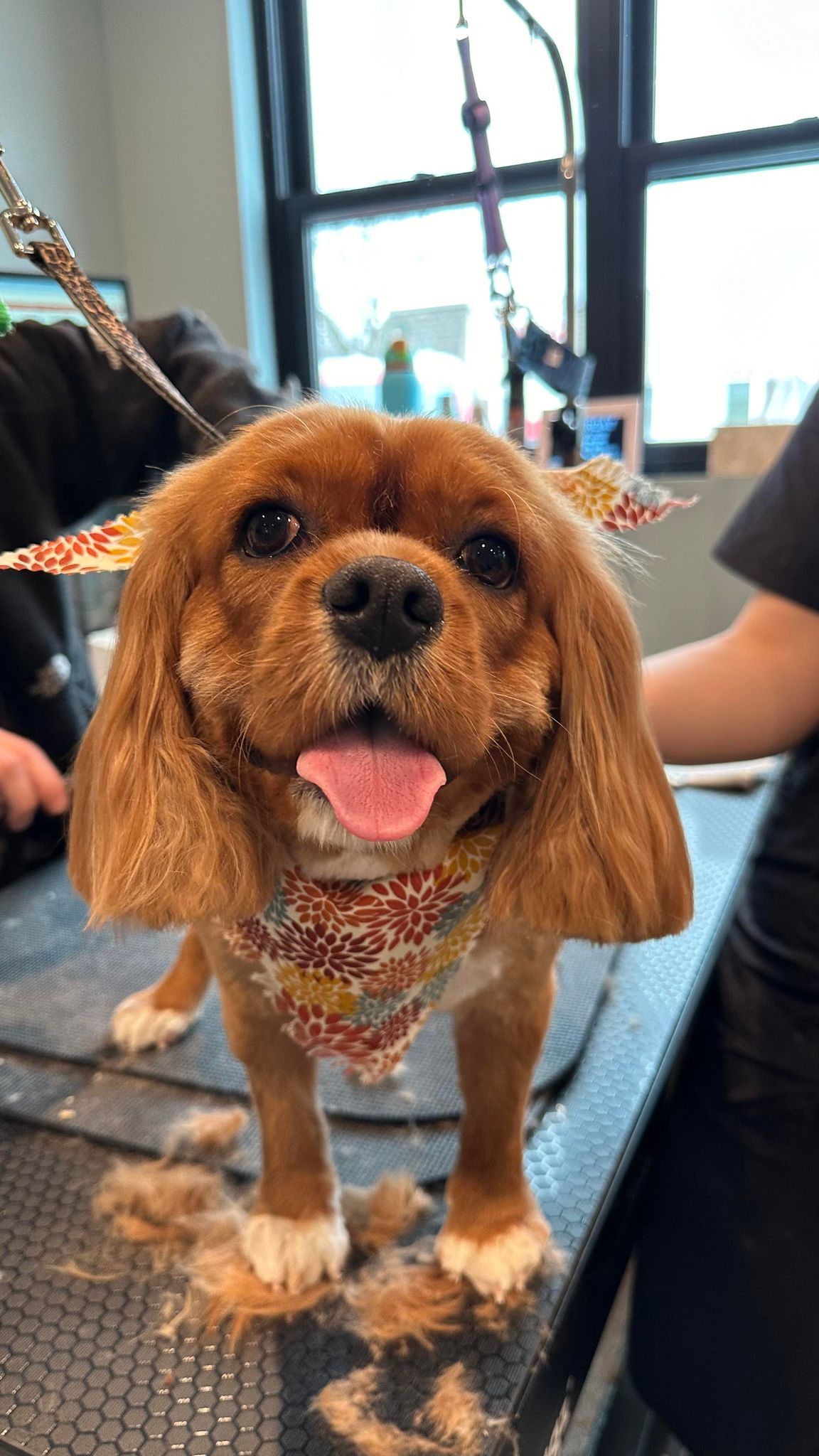 A small brown dog is standing on a table with its tongue out.