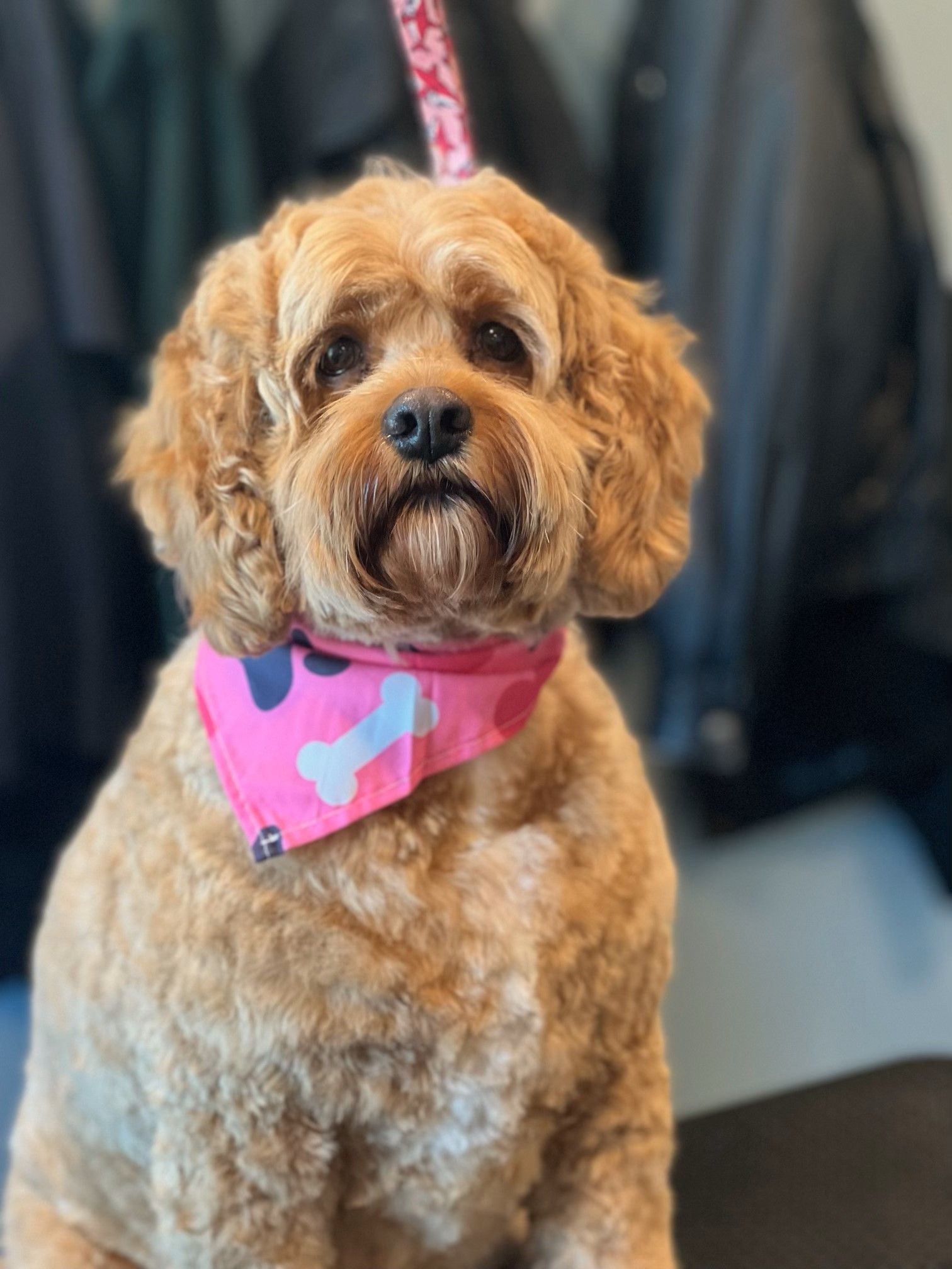 A small brown dog wearing a pink bandana with a bone on it