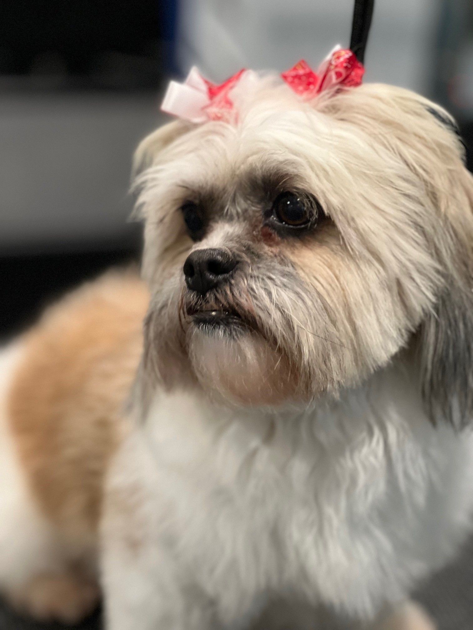 A small brown and white dog with a red bow in its hair.