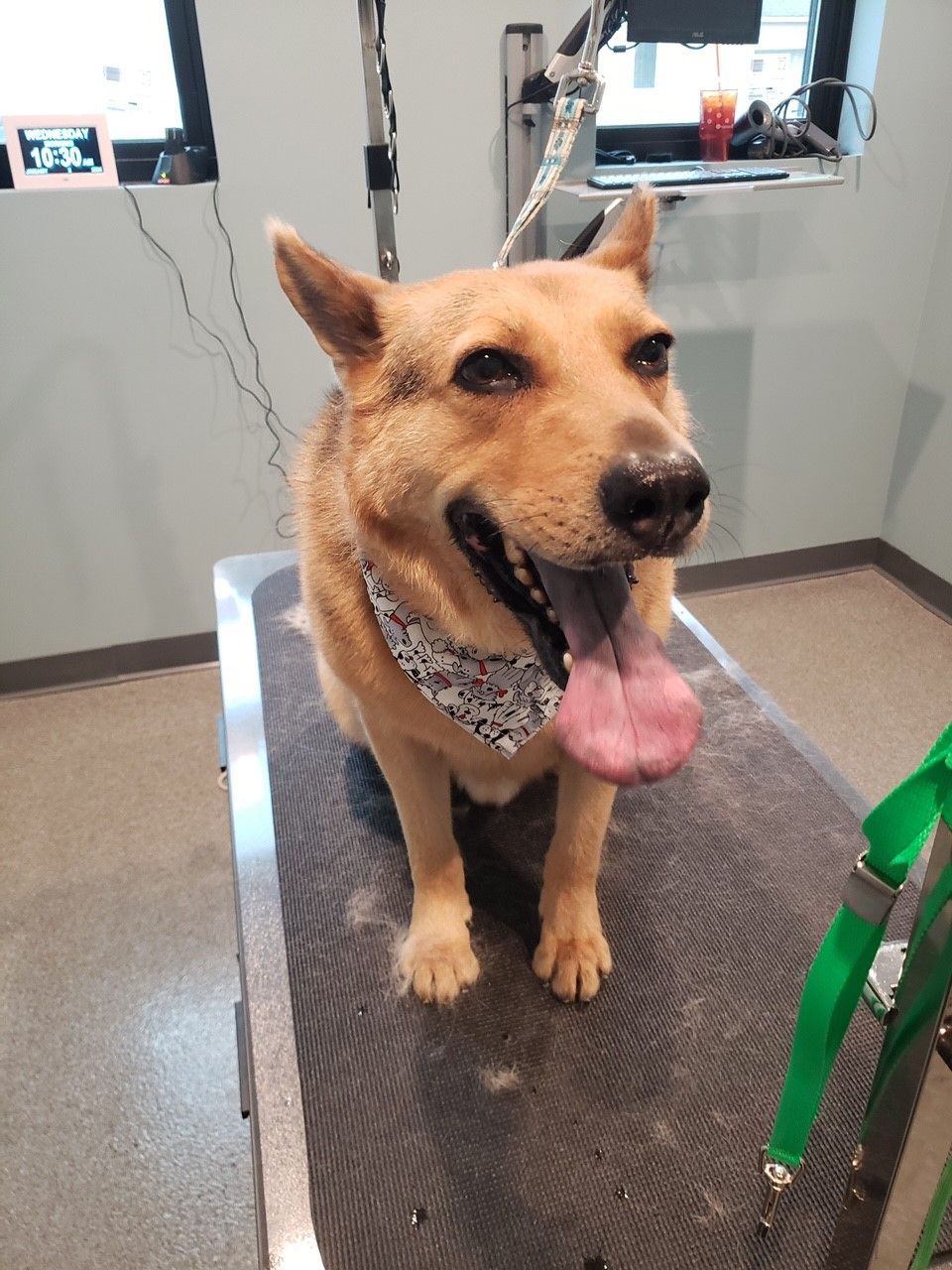 A dog is sitting on a grooming table with its tongue hanging out.