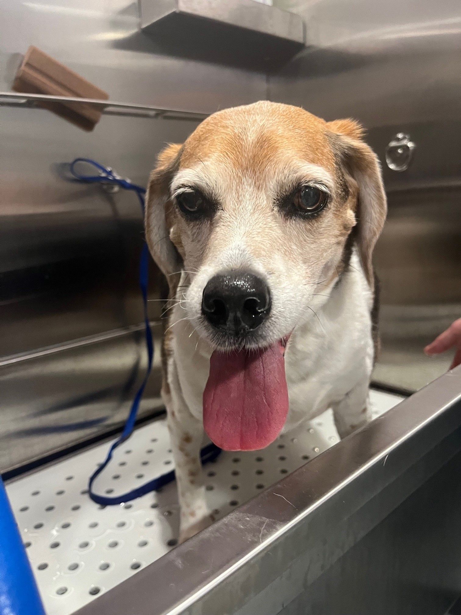 A brown and white dog is standing in a sink with its tongue hanging out.