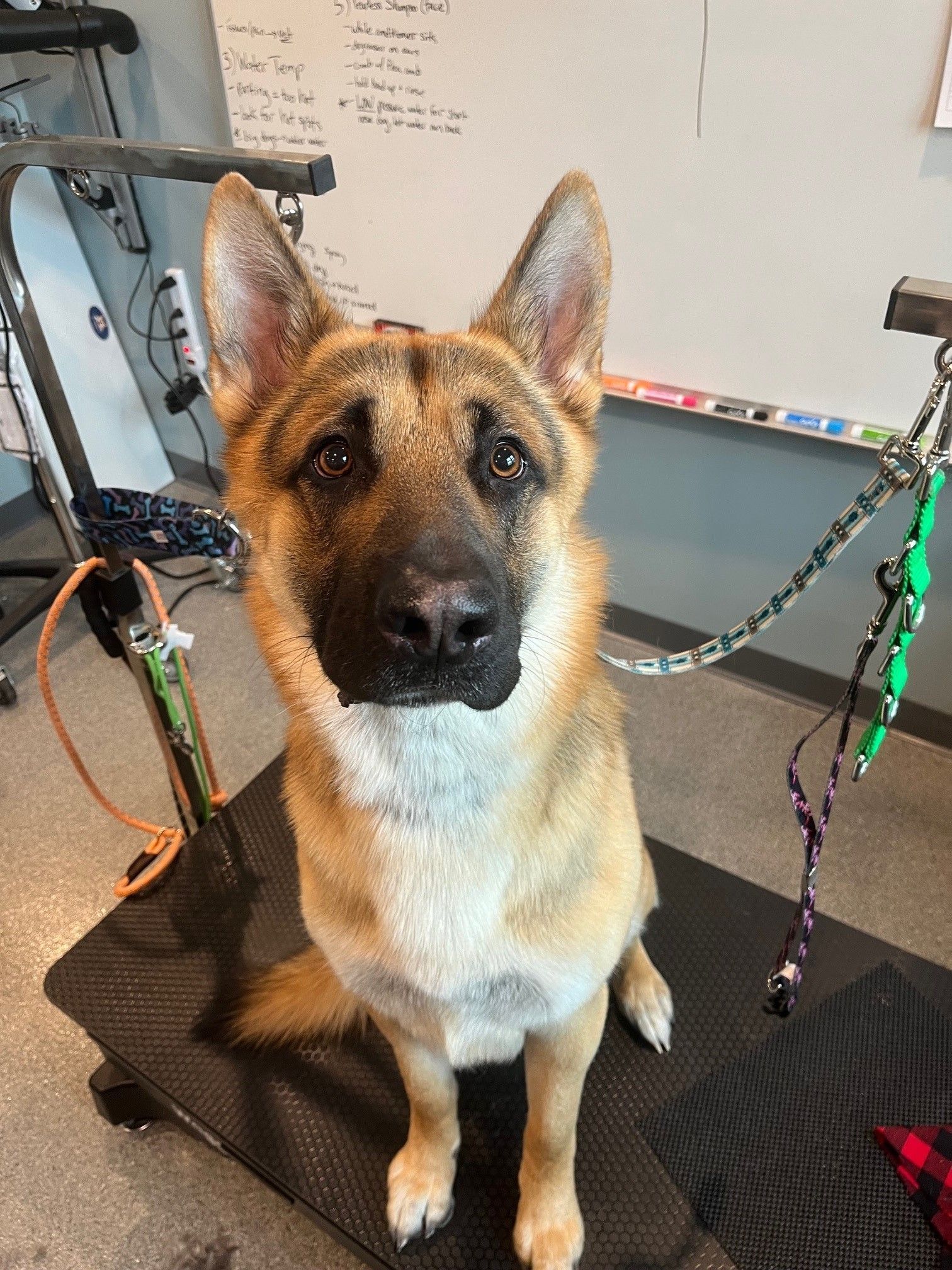 A dog is sitting on a grooming table and looking at the camera.