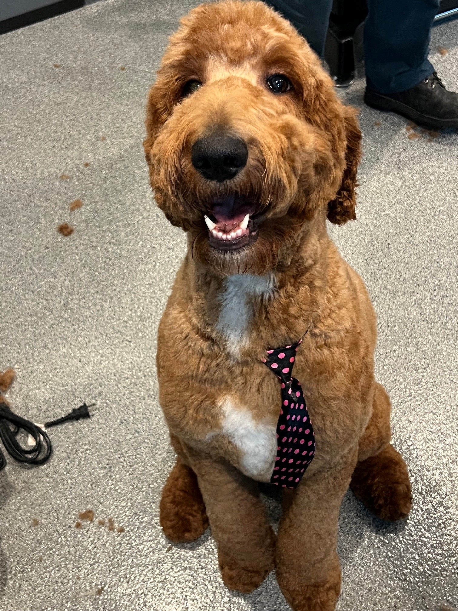 A brown dog wearing a pink tie is sitting on the floor.