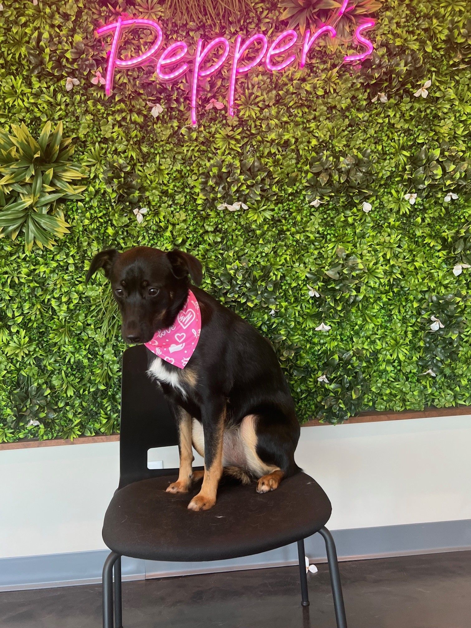 A black dog wearing a pink bandana is sitting on a chair in front of a pepper 's sign.