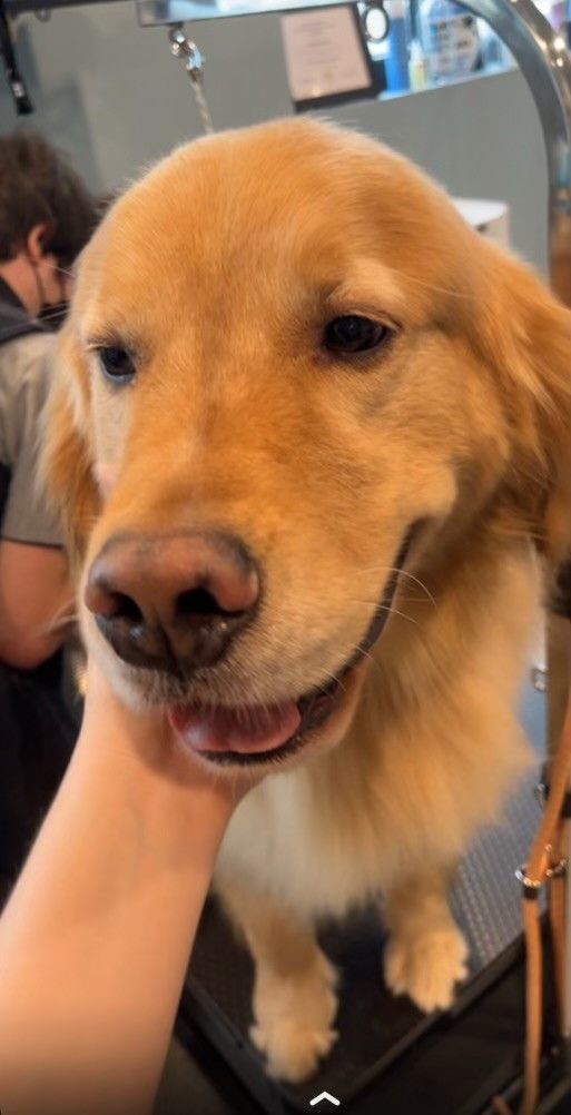 A close up of a person holding a dog 's head.