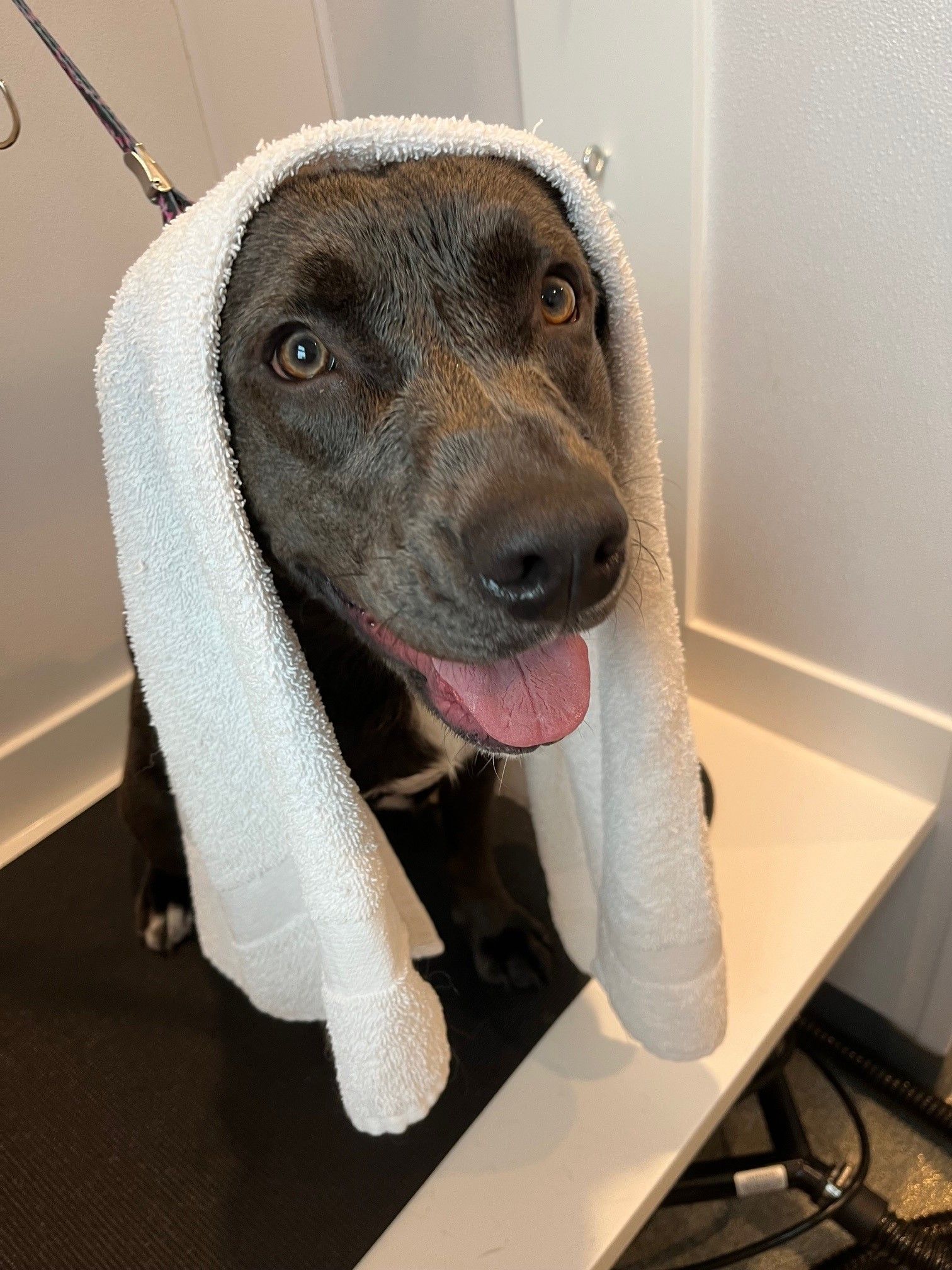 A dog with a towel wrapped around its head is sitting on a table.