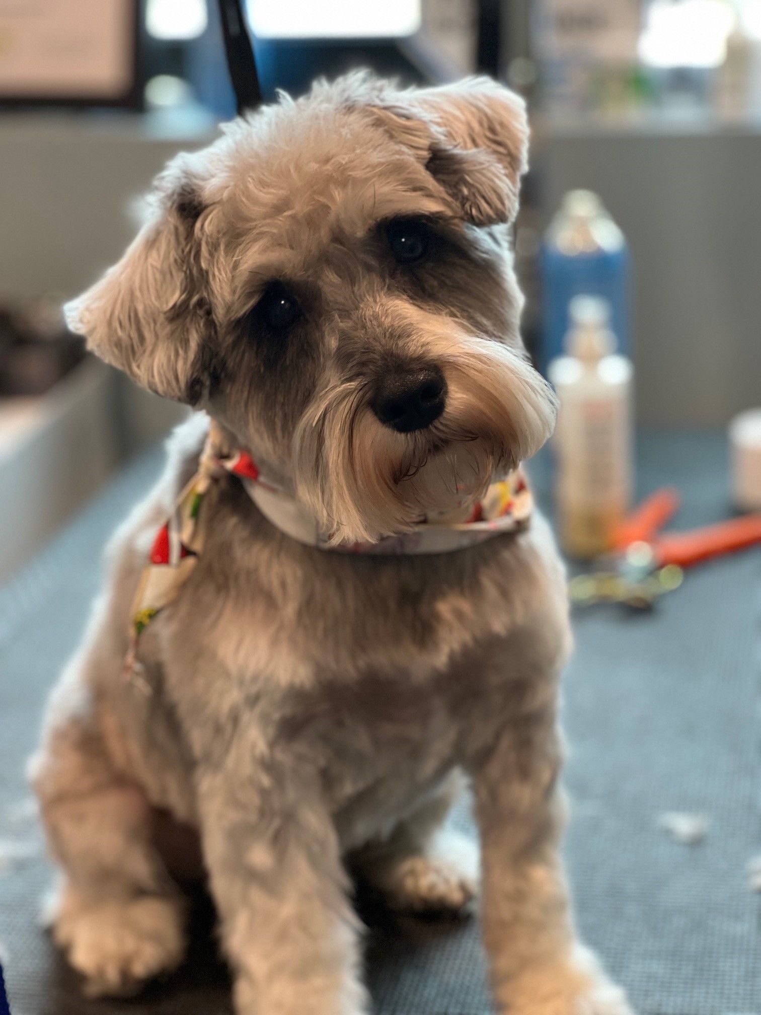 A small dog is sitting on a table and looking at the camera.