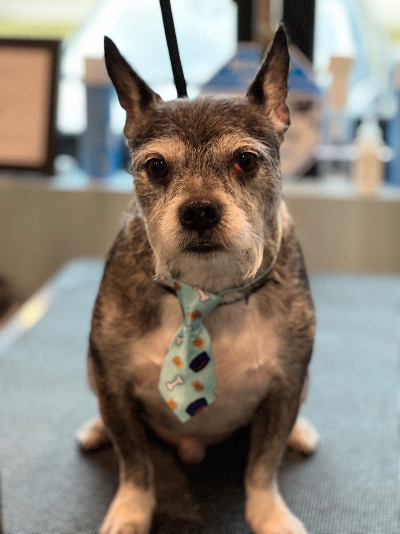 A small dog wearing a tie is sitting on a table.