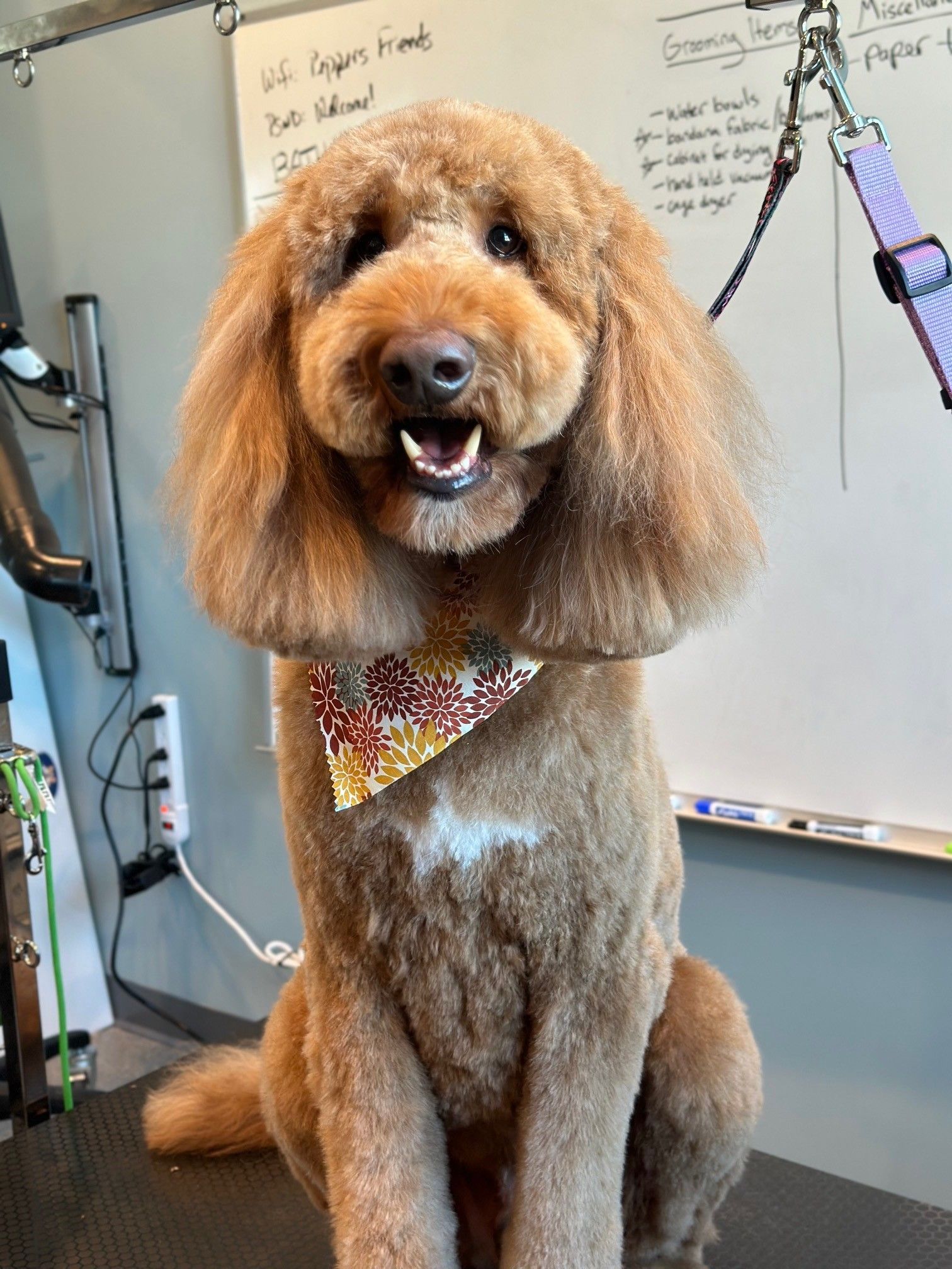 A brown dog is sitting on a table in front of a white board.