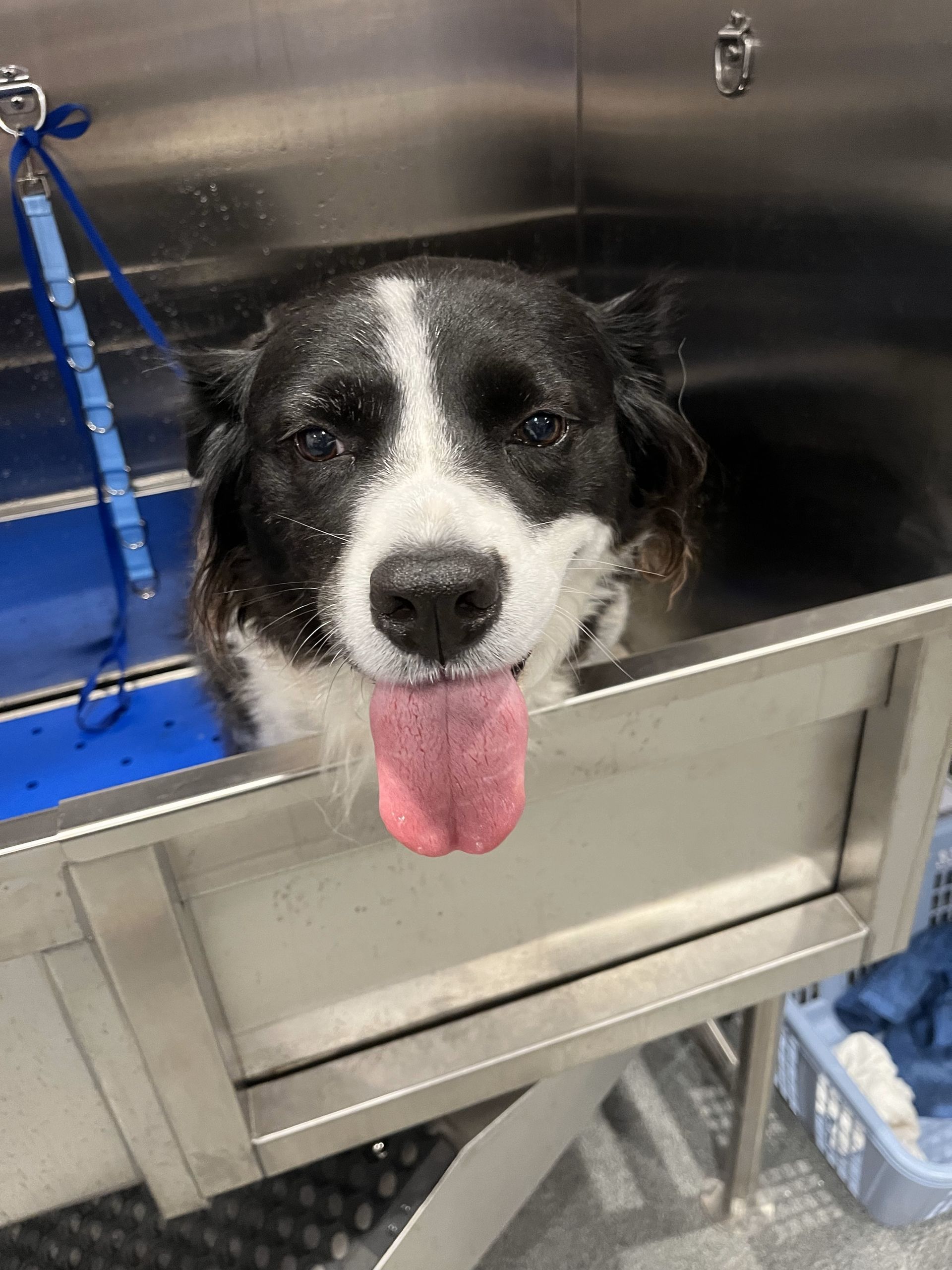 A black and white dog is sitting in a bathtub with its tongue hanging out.