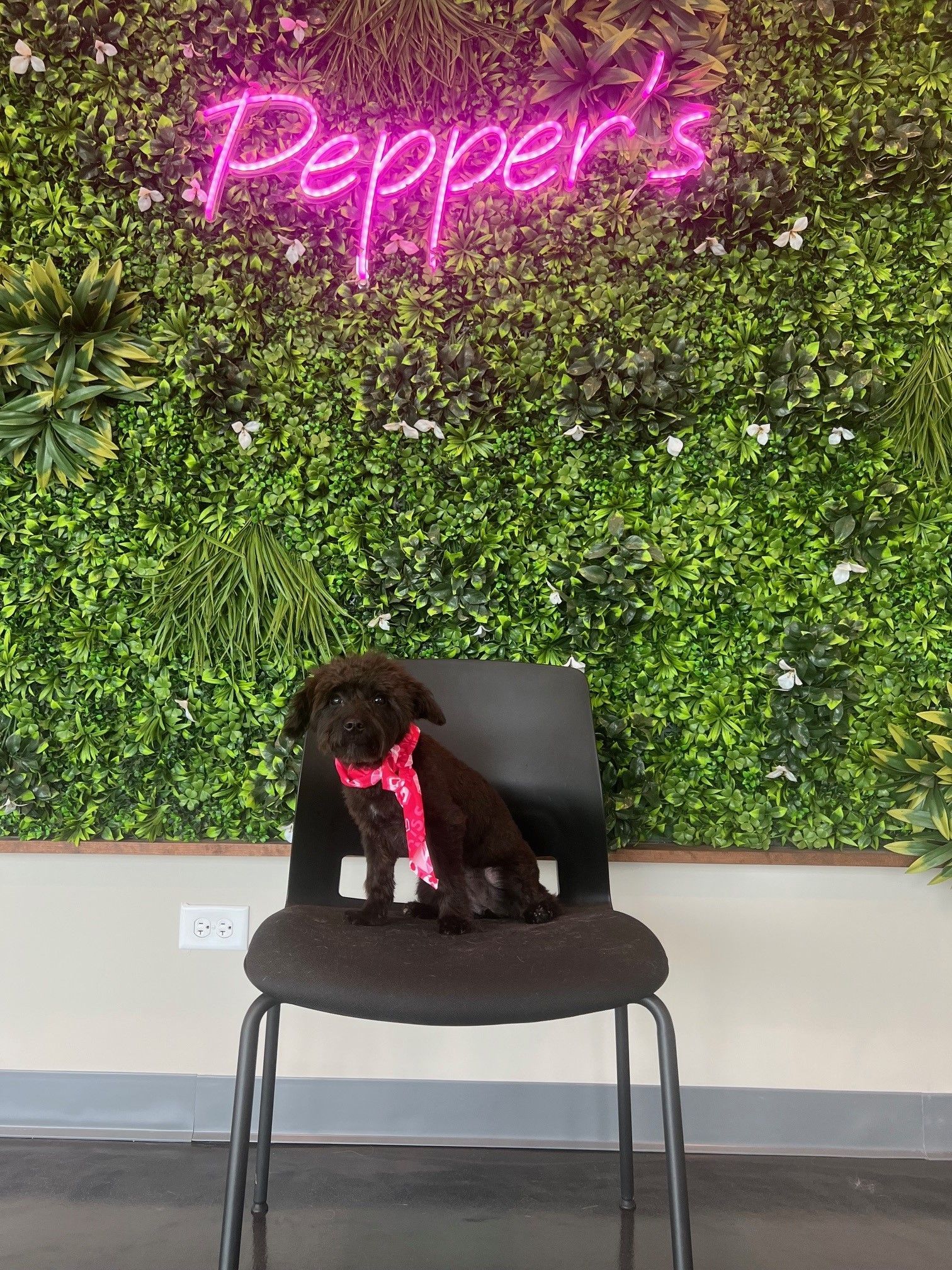 A small dog is sitting on a chair in front of a neon sign.